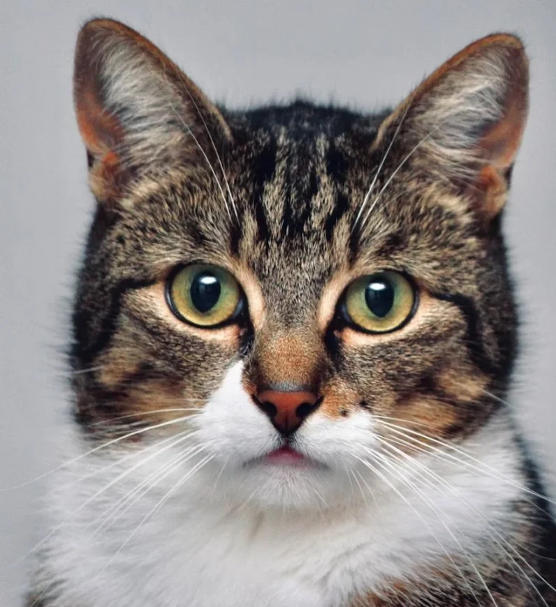 CAT-7.jpg