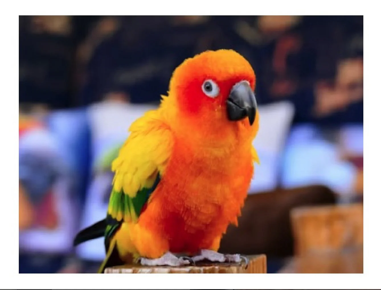BIG BIRD-6.jpg