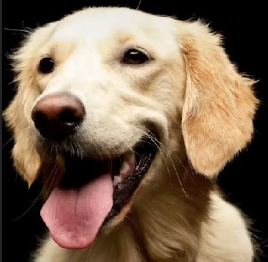 DOG REALLY BIG-5.jpg