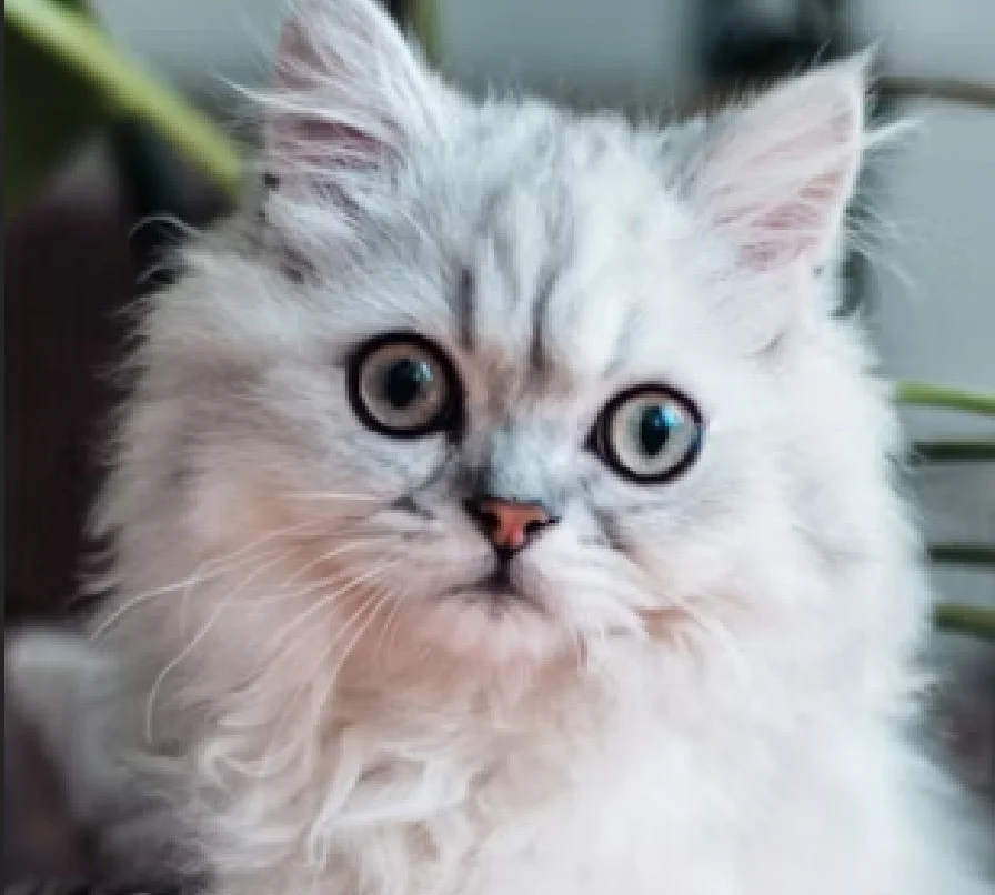 CAT-4.jpg