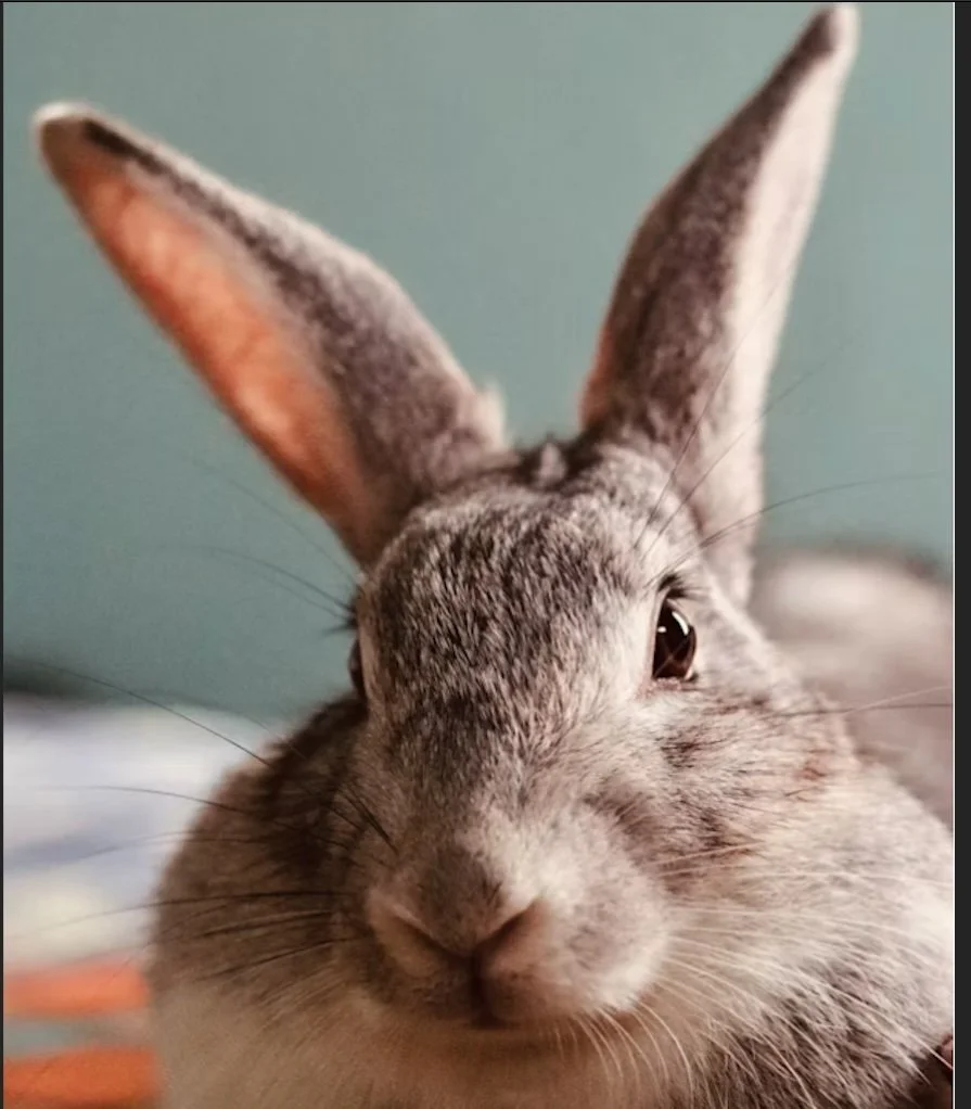 RABBIT--9.jpg