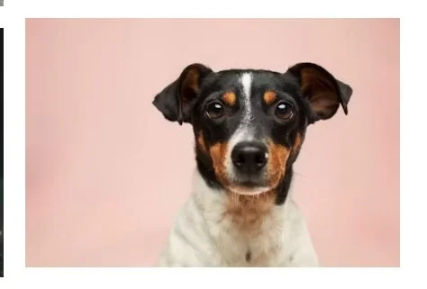 DOG-1.jpg