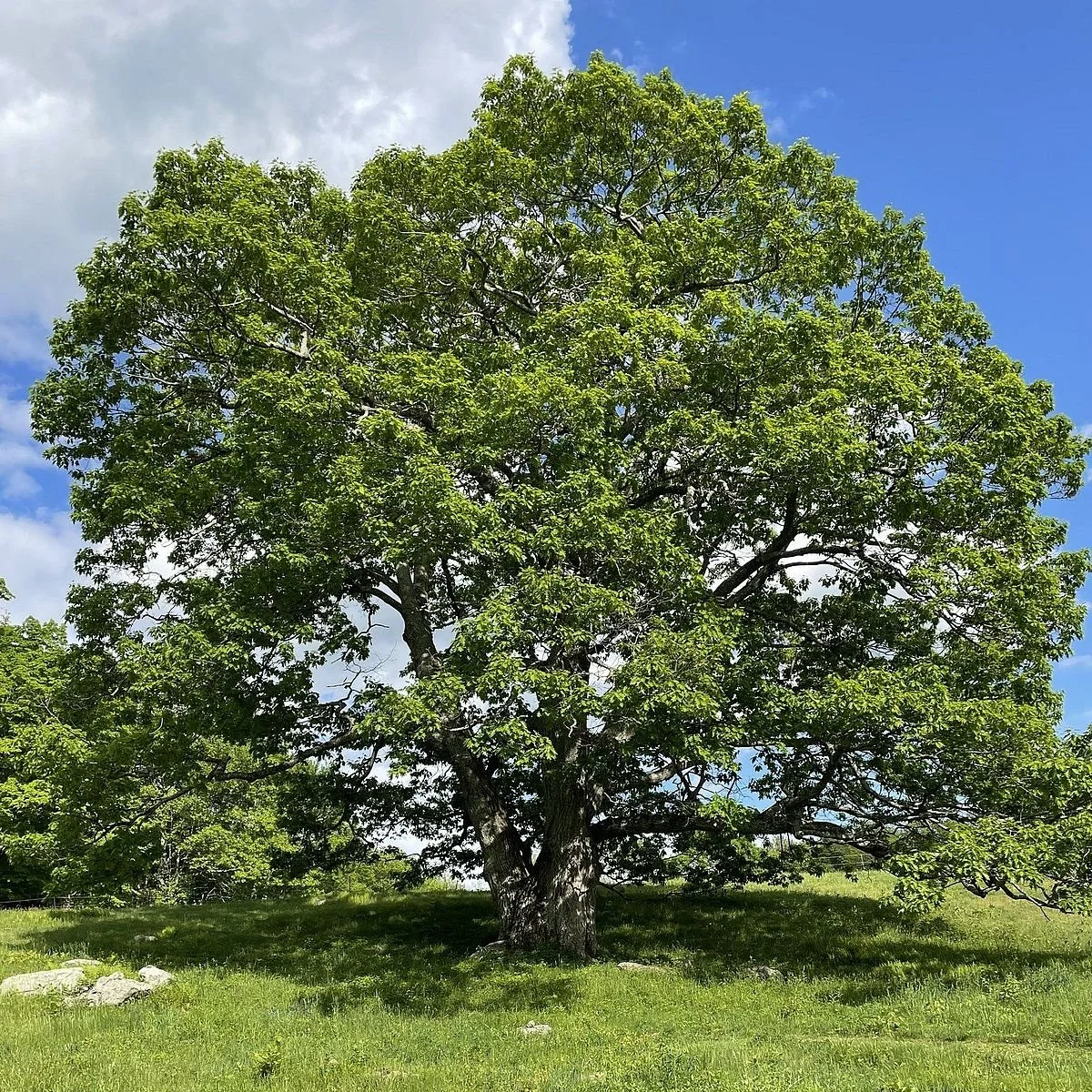 A large, leafy green tree standing on a grassy field under a partly cloudy sky.