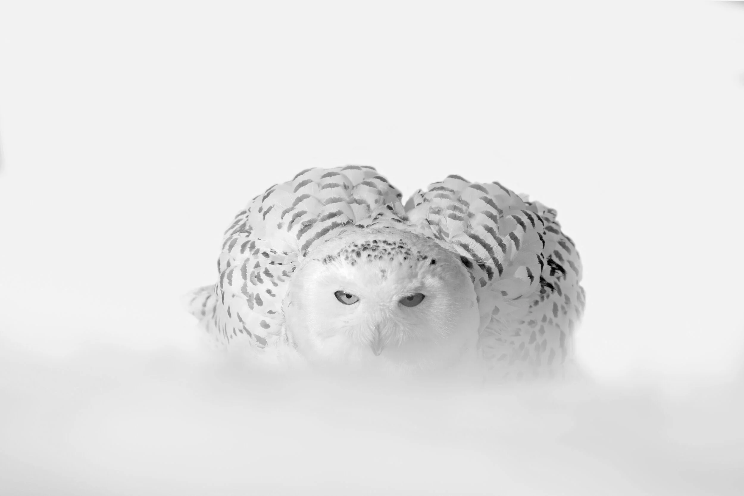 white-owl-two.jpg