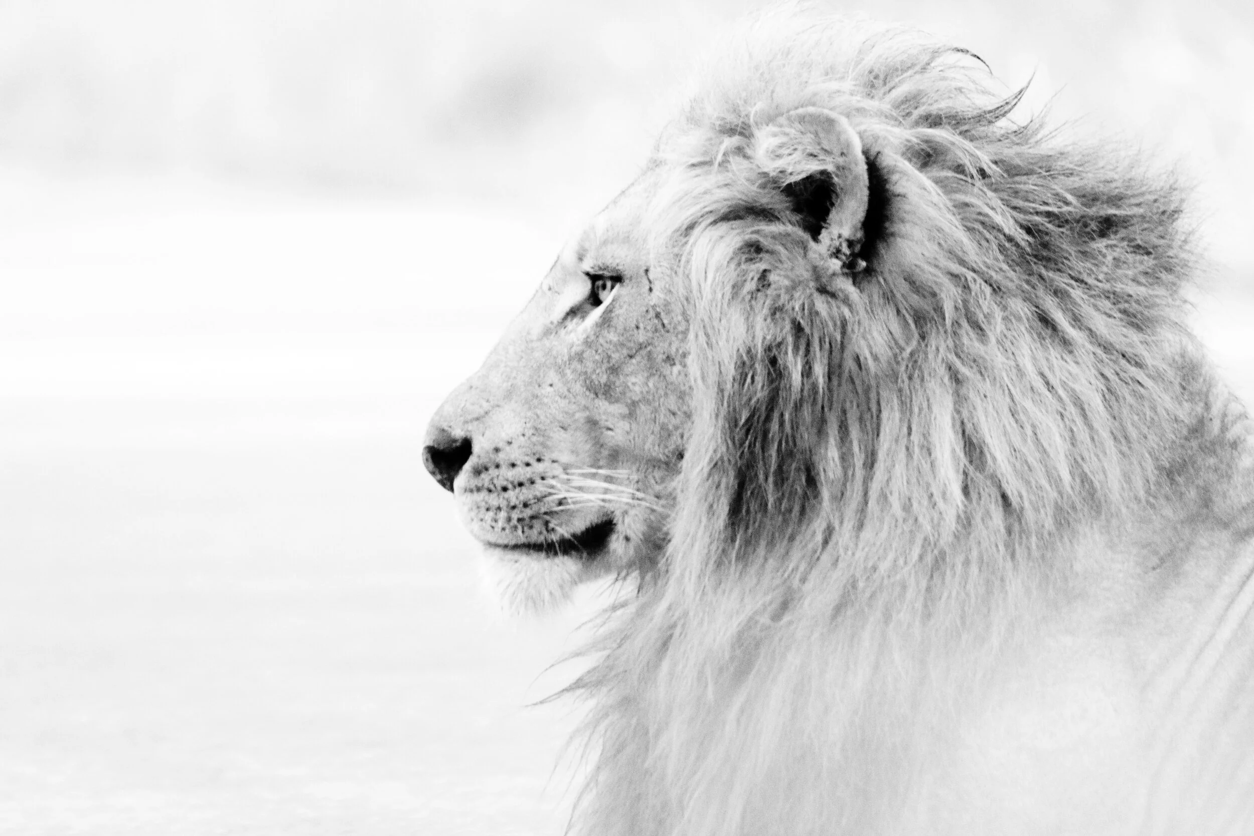 lion-black-white.jpg