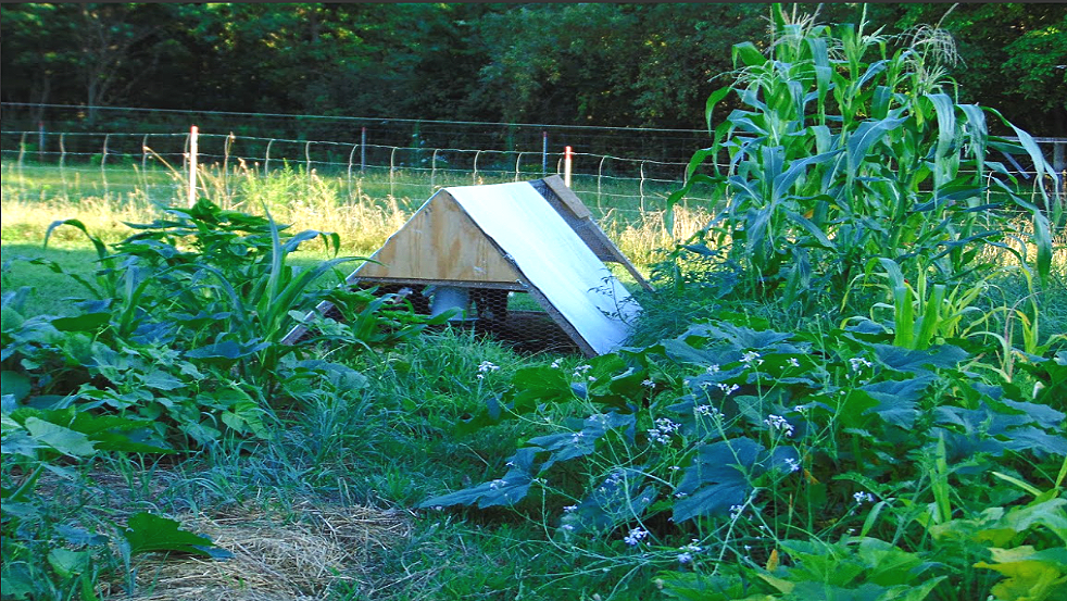 Triangular Chicken Tractor in lush polyculture garden