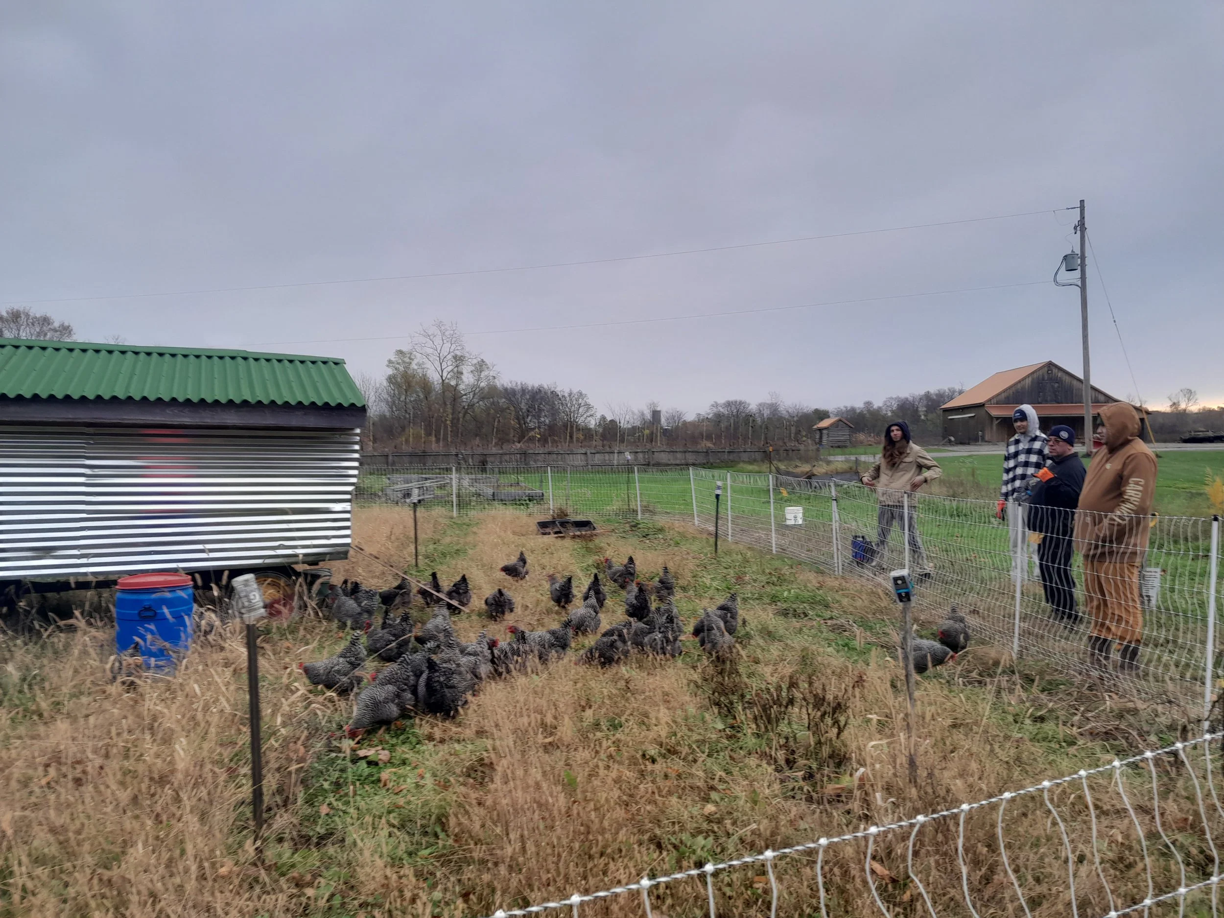 Gun Lake Tribe Rotational Poultry Initiative
