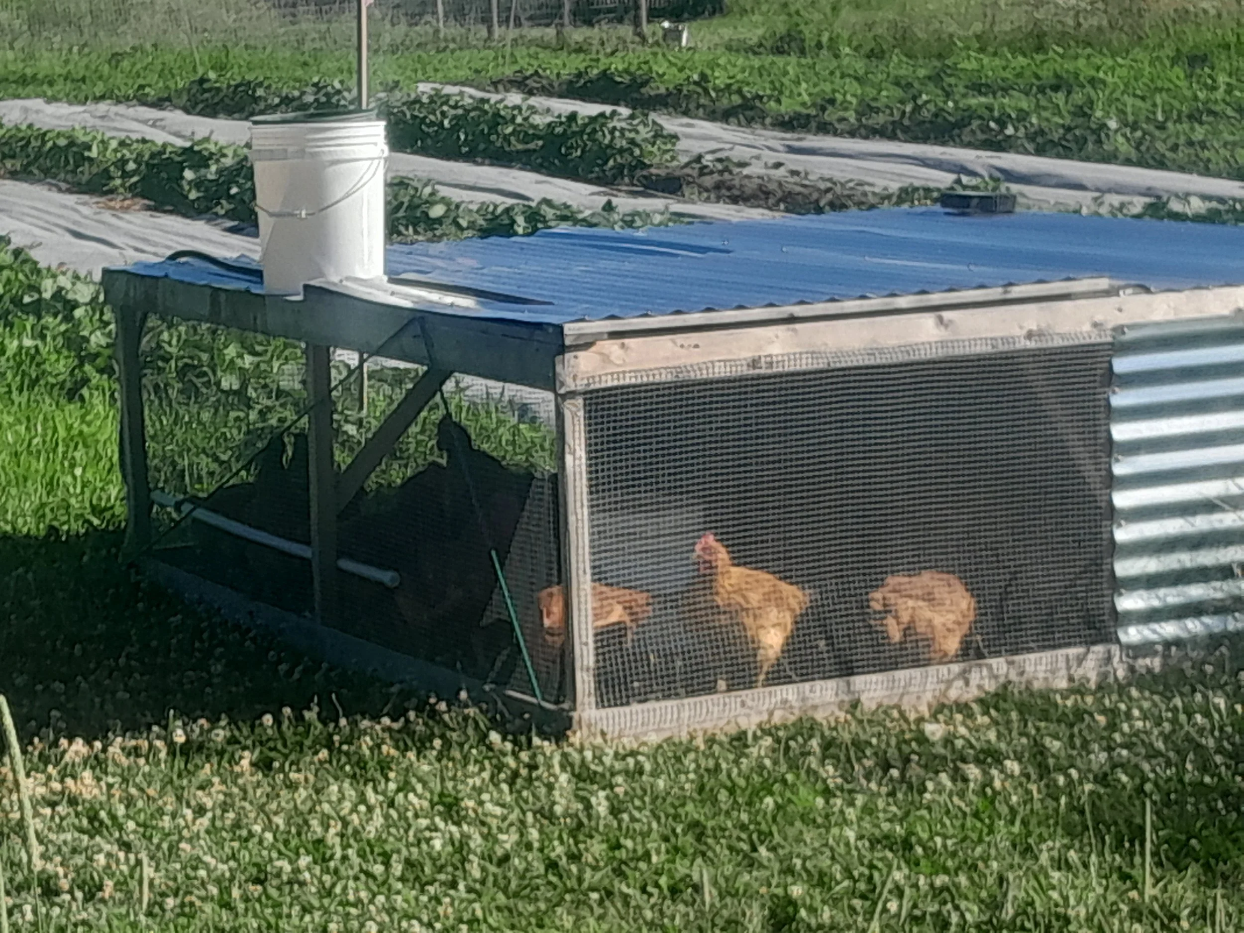 Gun Lake Tribe Broiler Tractor Project
