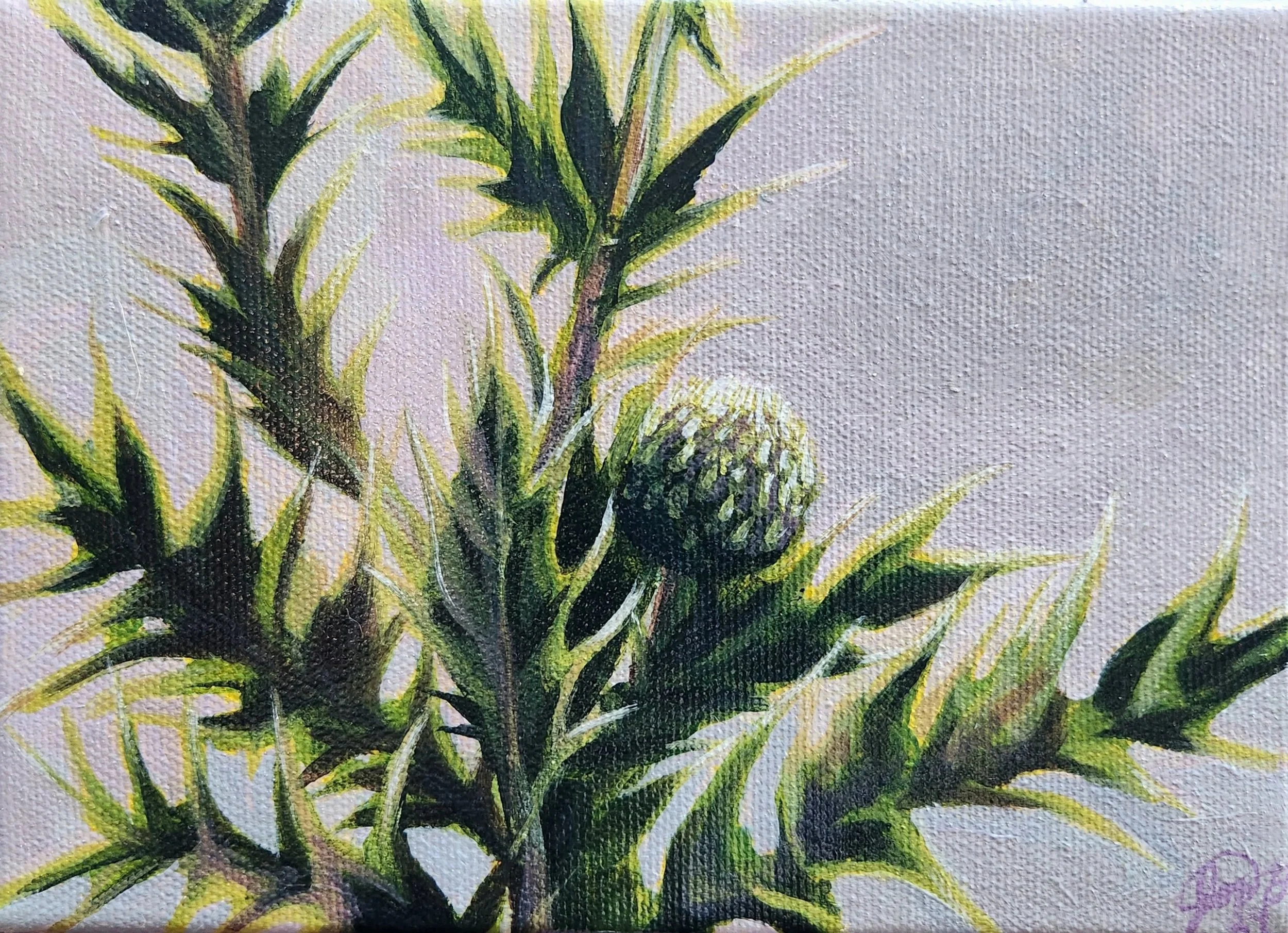 Canadian Thistle
5 x 7 Acrylic on Canvas
2024
