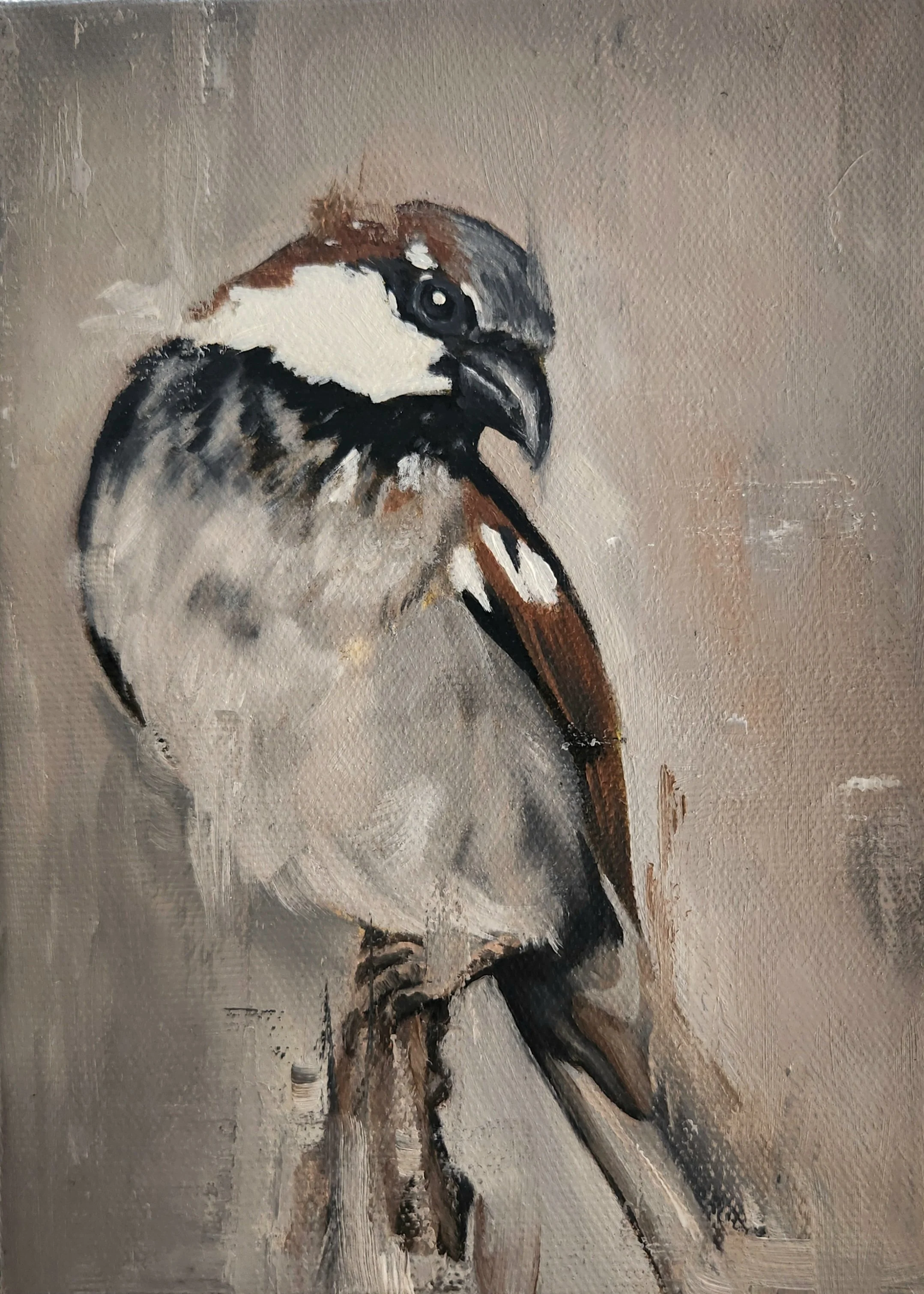 House Sparrow
5 x 7 Oil on Canvas
2025