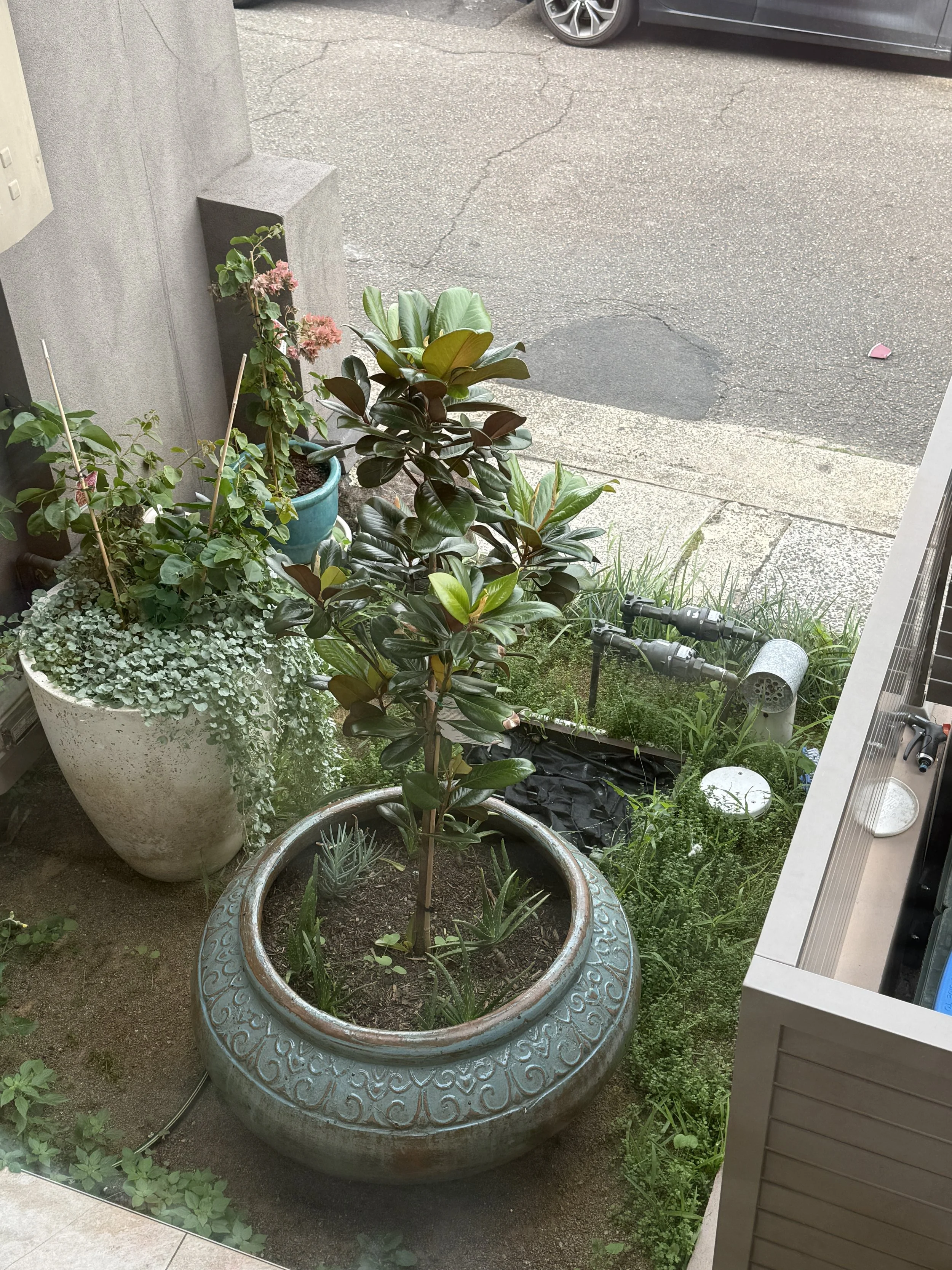 Potted plants on a balcony with a brick-patterned skillet-shaped planter in the foreground, containing succulents and small leafy plants, with a sidewalk, parked cars, and a grey wall in the background.