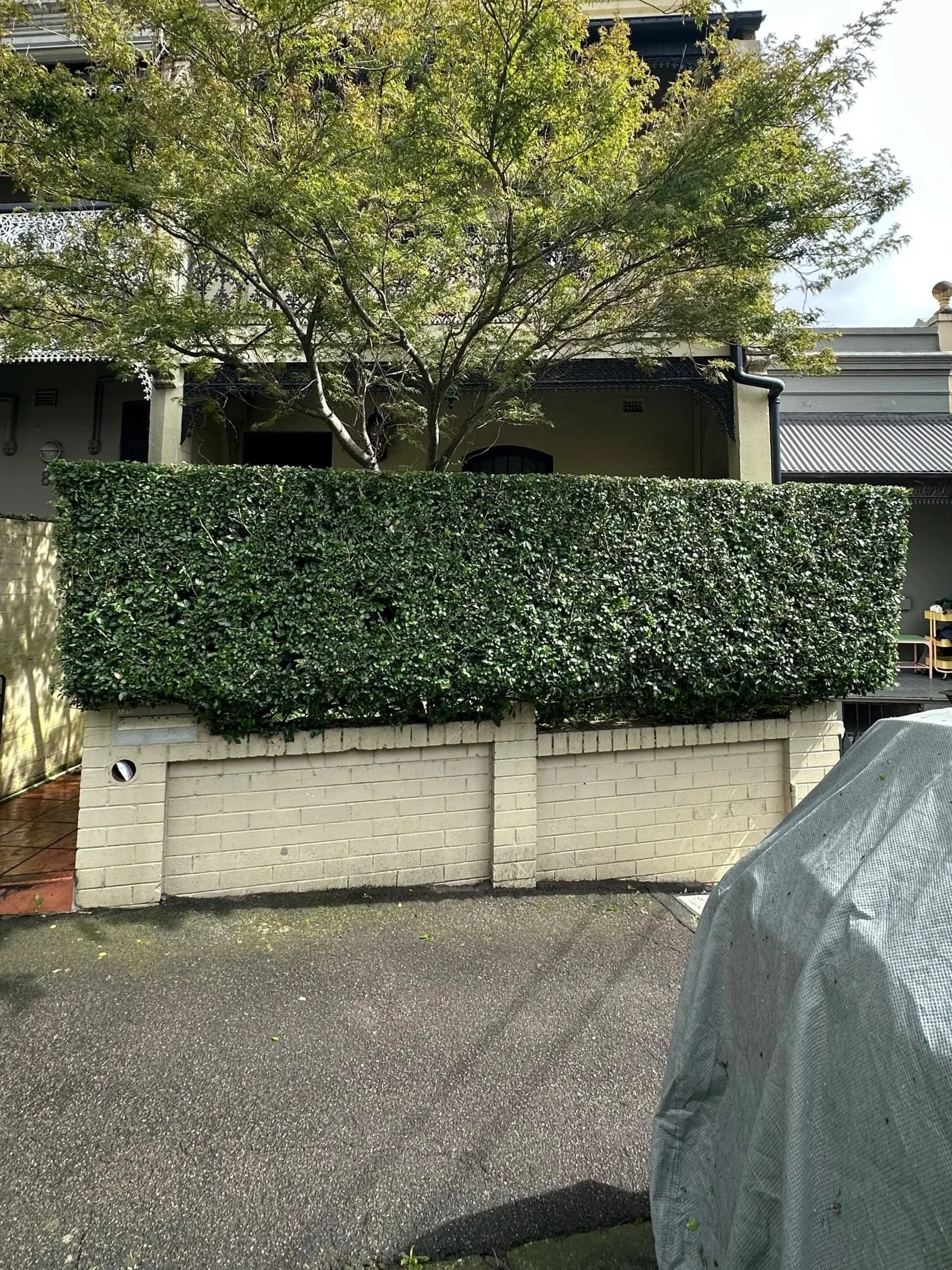 A white brick wall with a large, well-trimmed green hedge on top, behind which is a large tree with green leaves. There is a beige building with dark accents and a corrugated metal roof in the background. The ground is wet pavement, and a person covered with a gray raincoat is partially visible in the lower right corner.