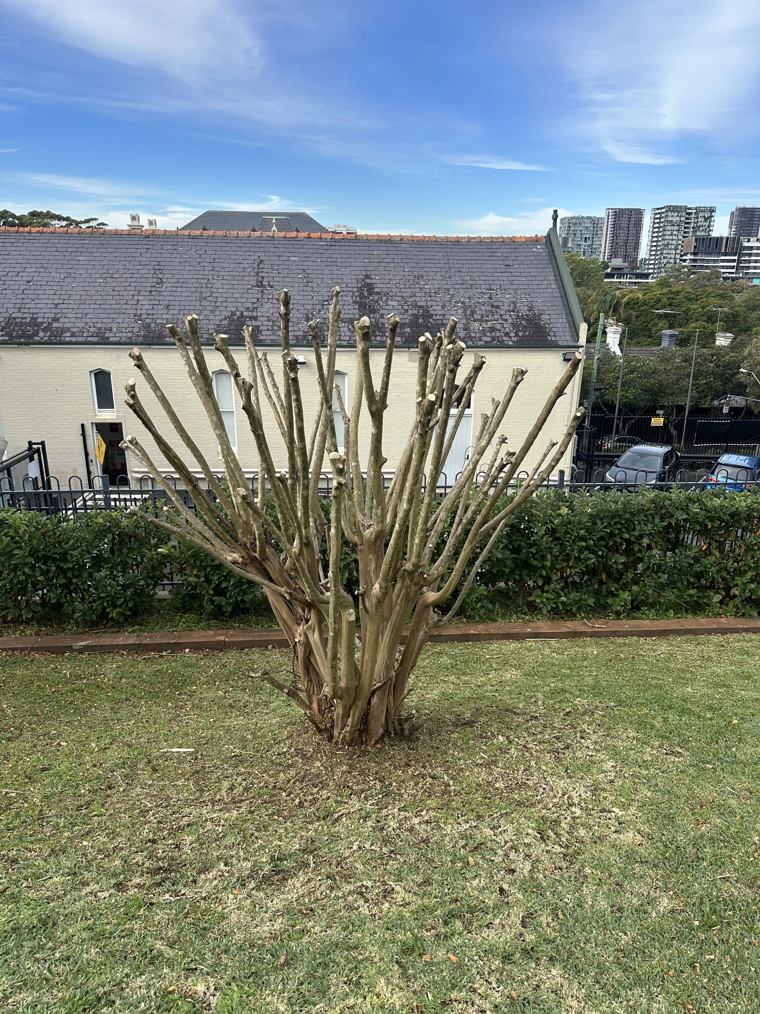 A leafless shrub with multiple pruned branches stands in a grassy yard, with a beige house and modern cityscape in the background under a blue sky with clouds.
