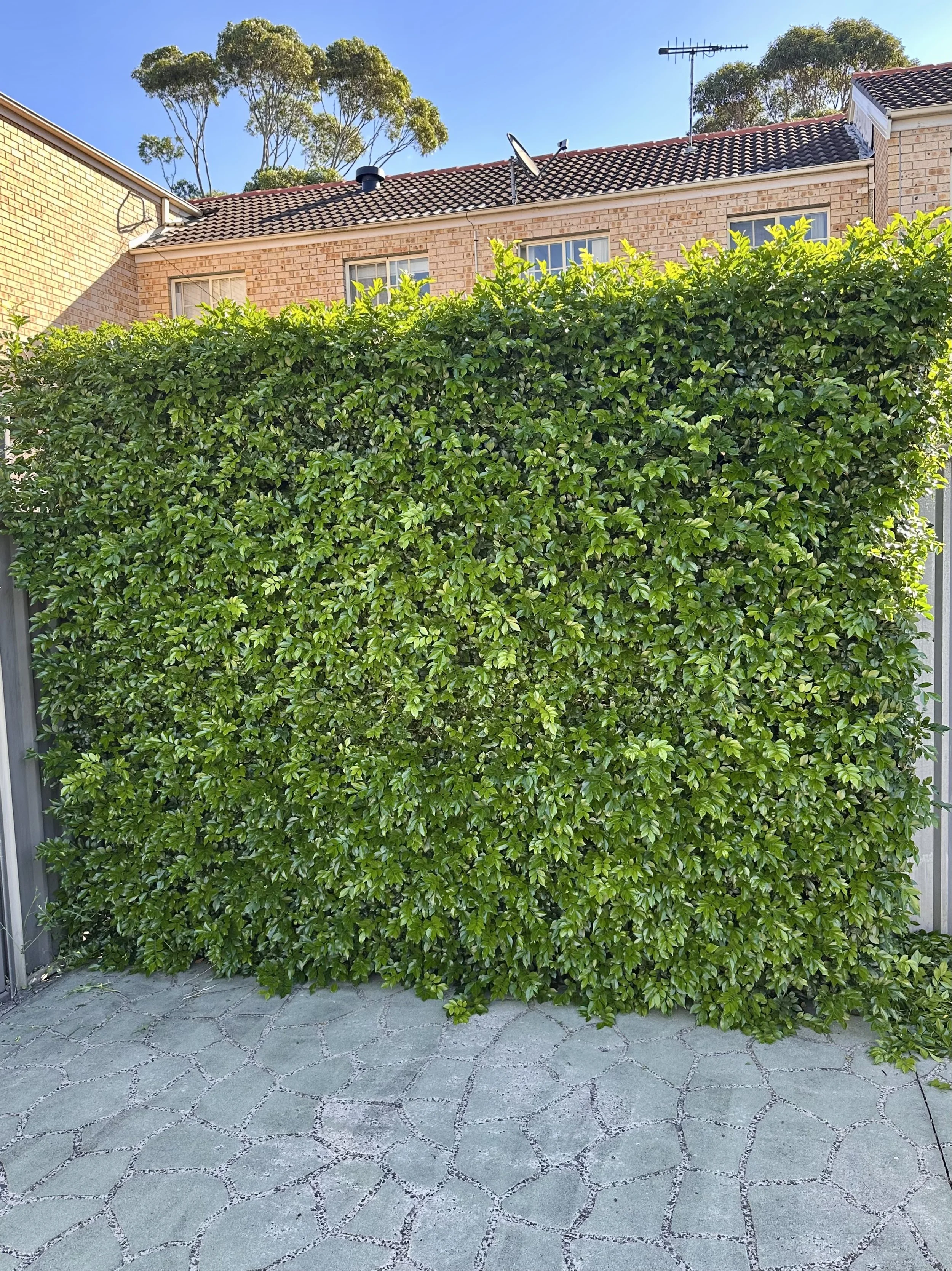 Green hedge in front of a brick house with a tiled roof, small windows, and satellite antennas. Clear blue sky in the background.