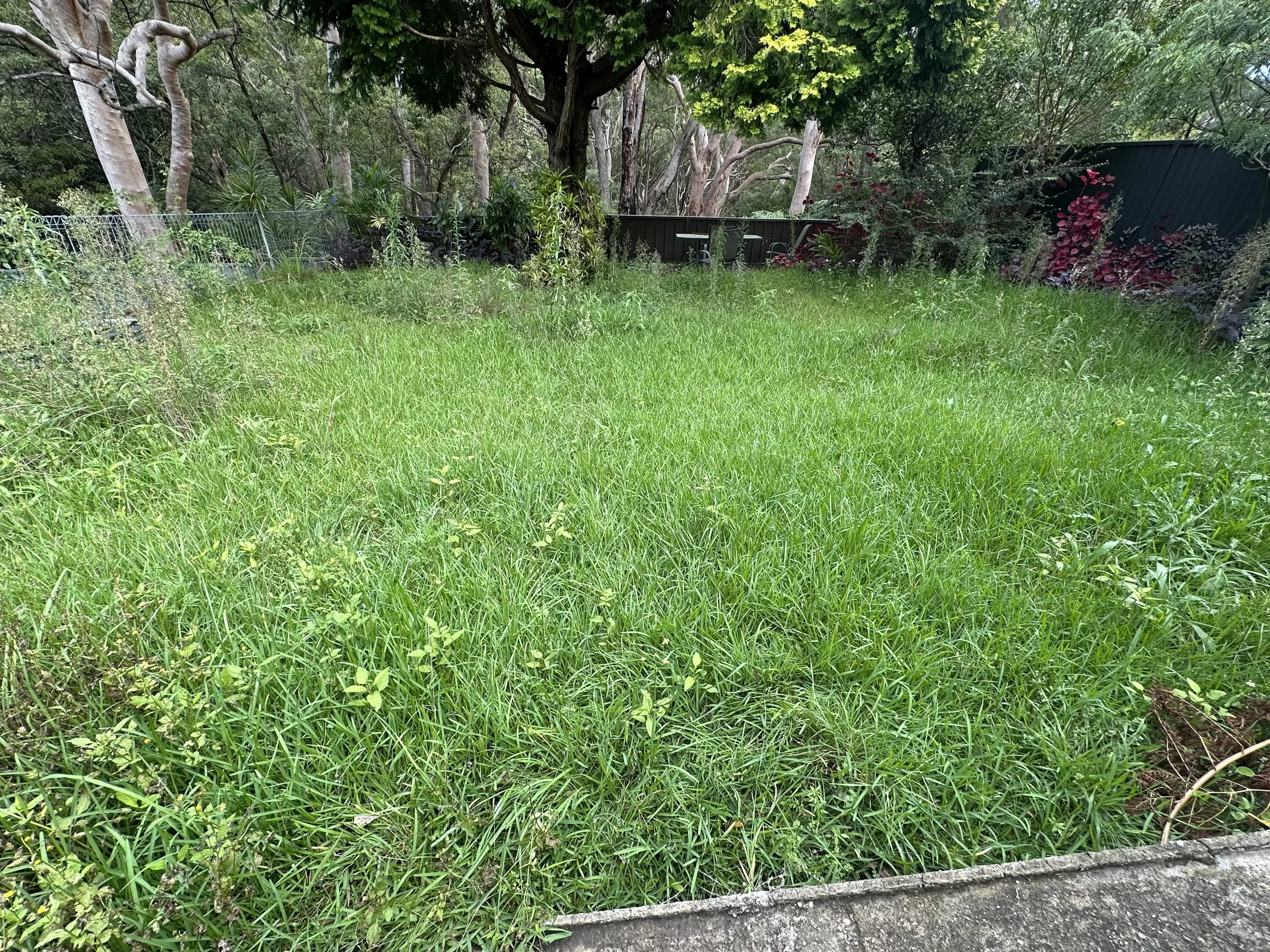 A backyard with tall green grass, bushes, and trees, enclosed by a black metal fence and a black wooden fence. A small patch of concrete sidewalk is at the bottom of the image.