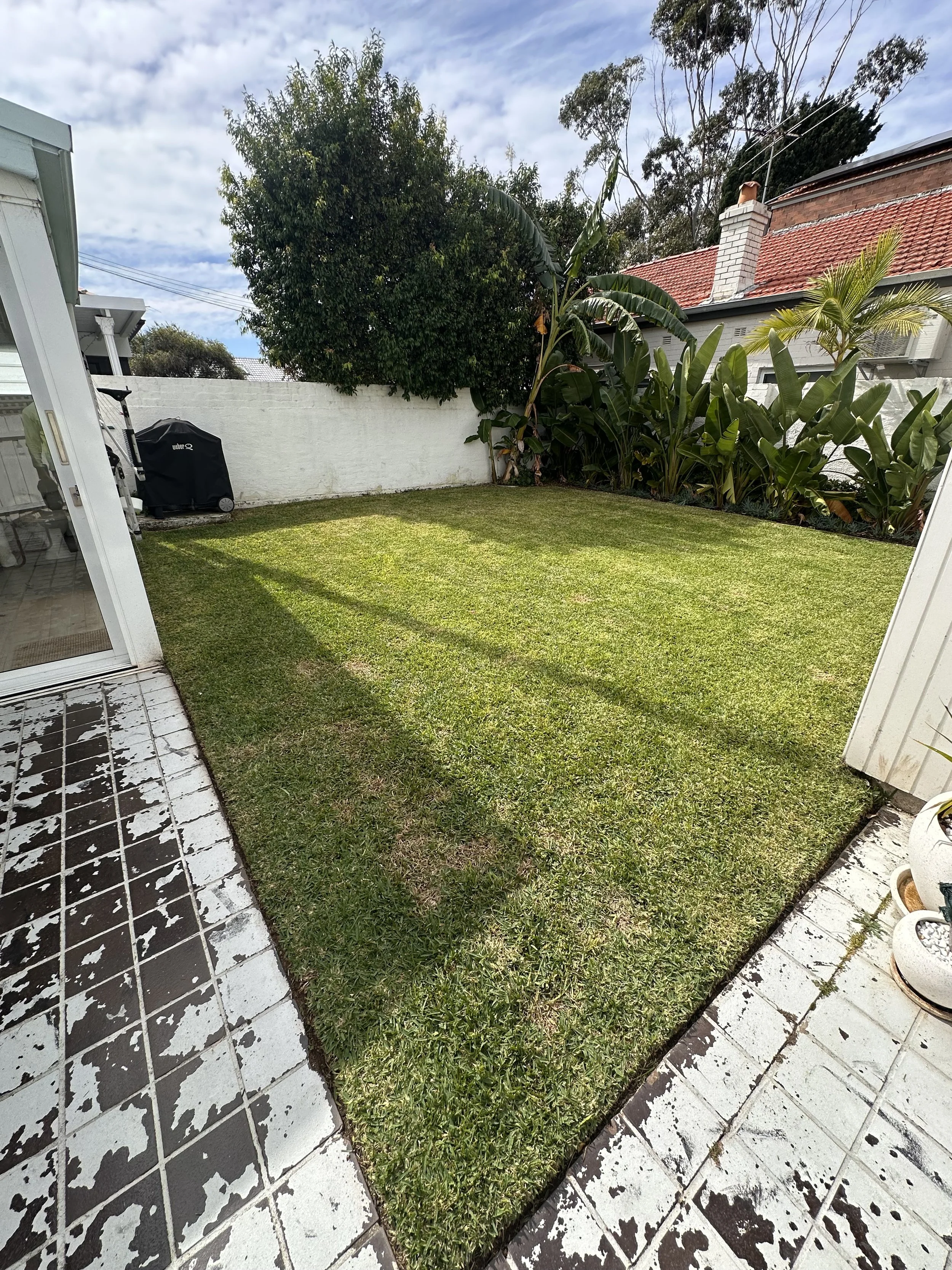 Backyard with green grass, a white wall, tropical plants, a barbeque grill covered and a patio with black and white tiles.