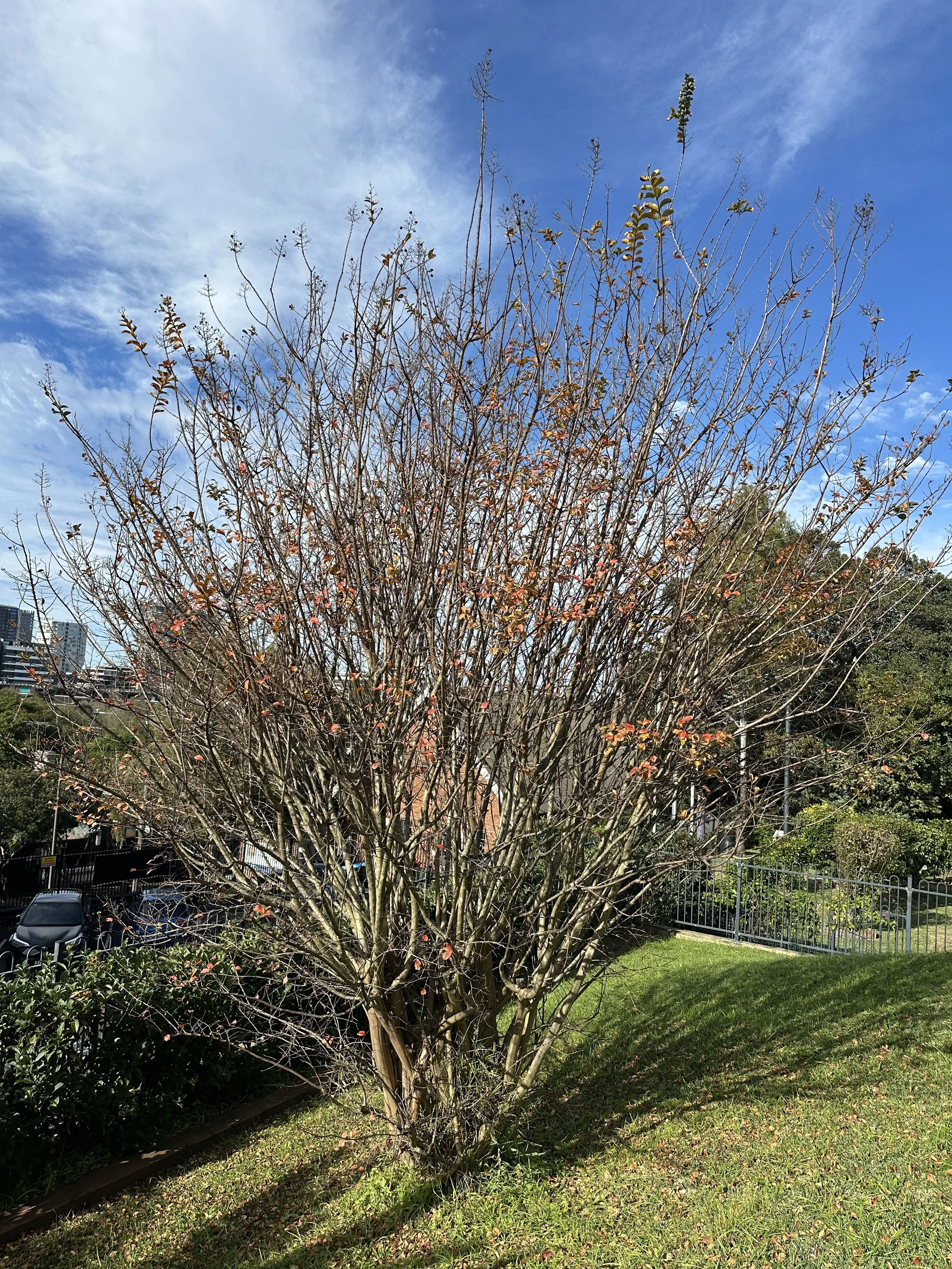 A leafless tree with some remaining orange leaves, set in a grassy area beside a fence with parked cars and apartment buildings in the background, under a partly cloudy blue sky.