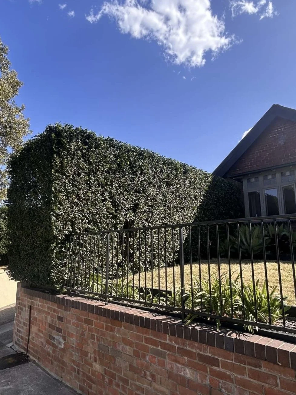 A large, well-trimmed box-shaped shrub behind a black metal fence, with a brick wall at the base, in front of a house with a gabled roof and large windows, under a blue sky with a few clouds.