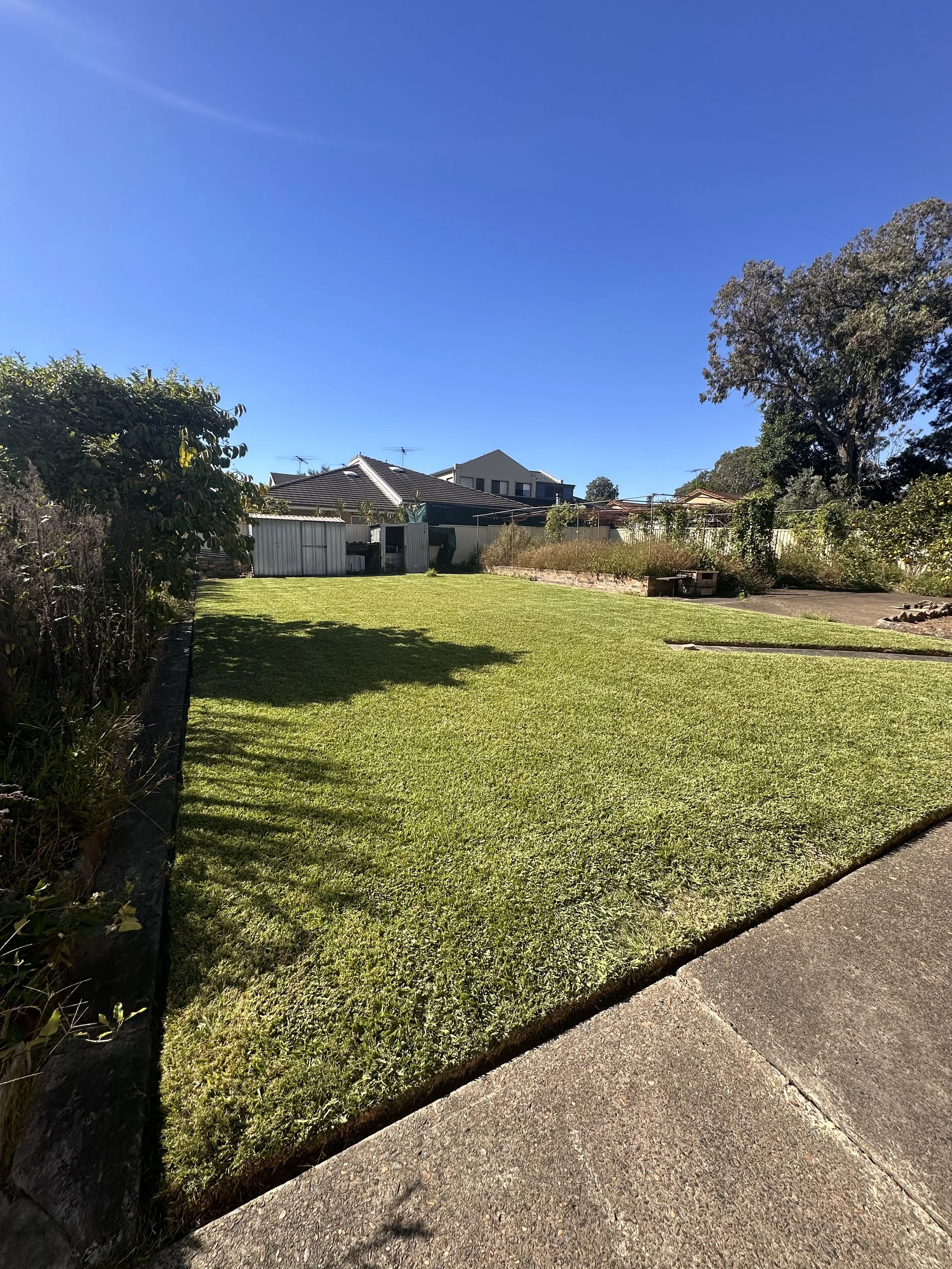 A backyard view with a well-maintained grassy lawn, a concrete patio, trees, bushes, and neighboring houses under a clear blue sky.