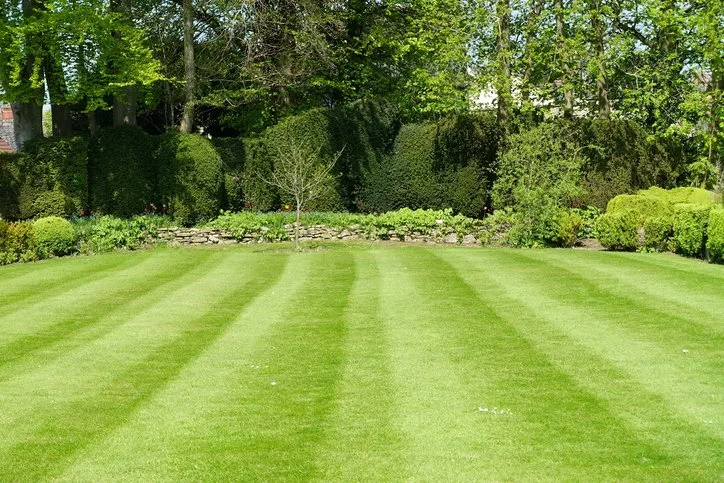 Yard Mowing Small to medium sized yards