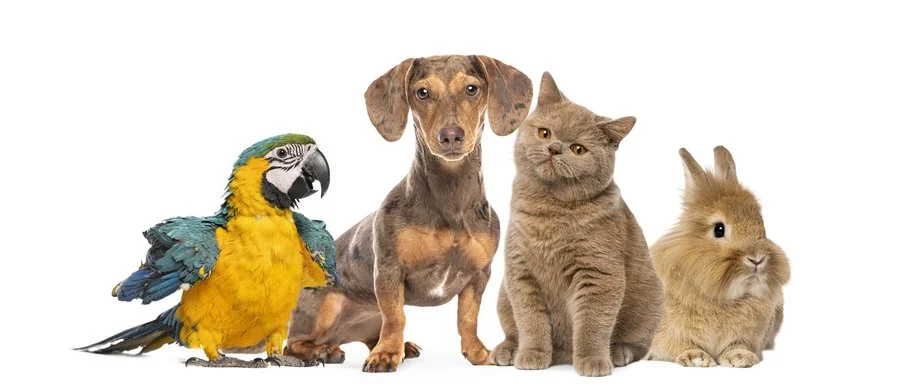 pet photo for service and sports.jpg