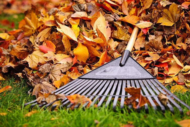 Advanced Service lawn, leaf and yard cleanup