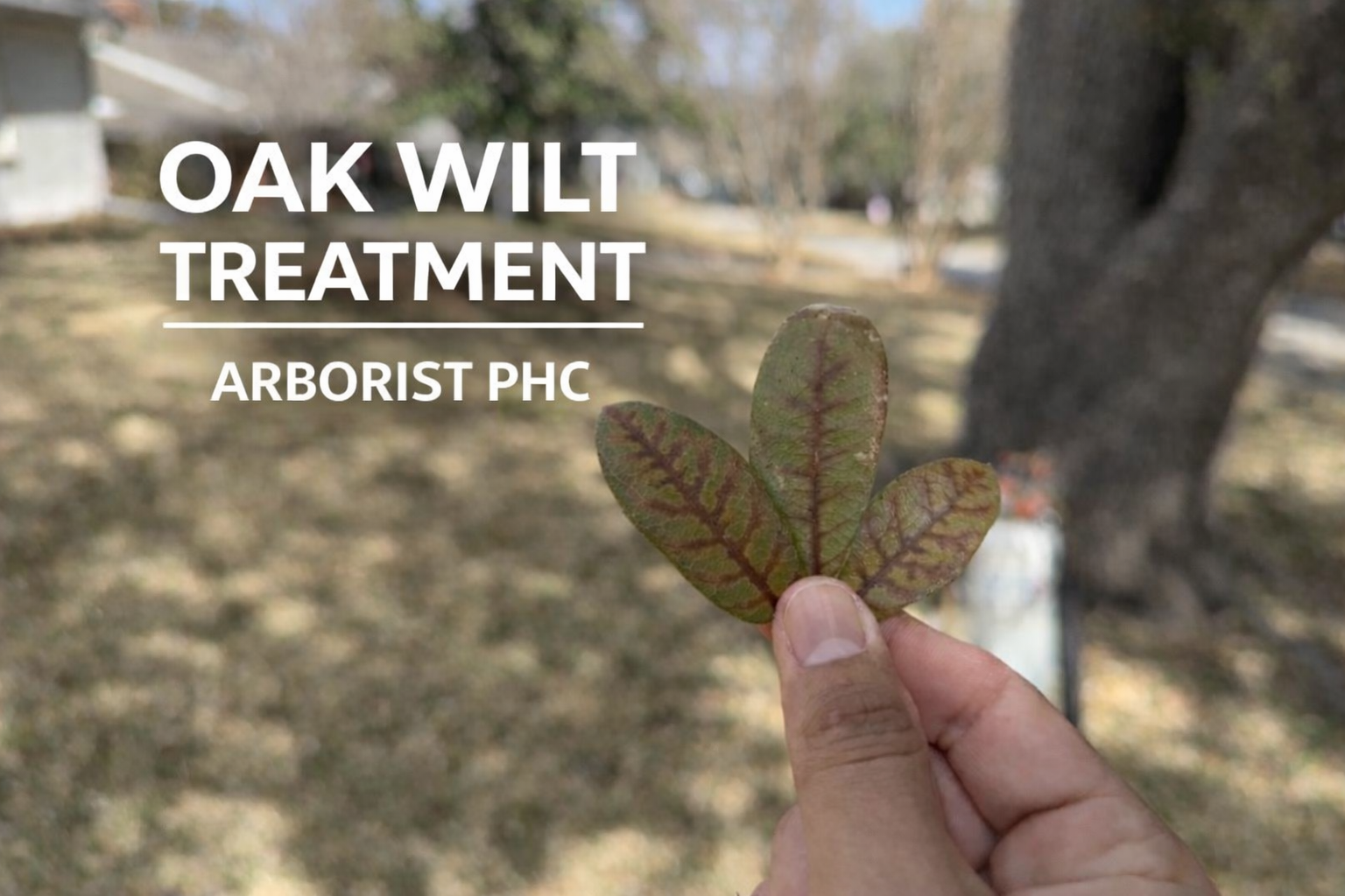 Oak Wilt Treatment