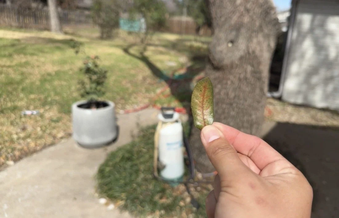 Why Oak Wilt is a Major Concern in Fort Worth, Texas