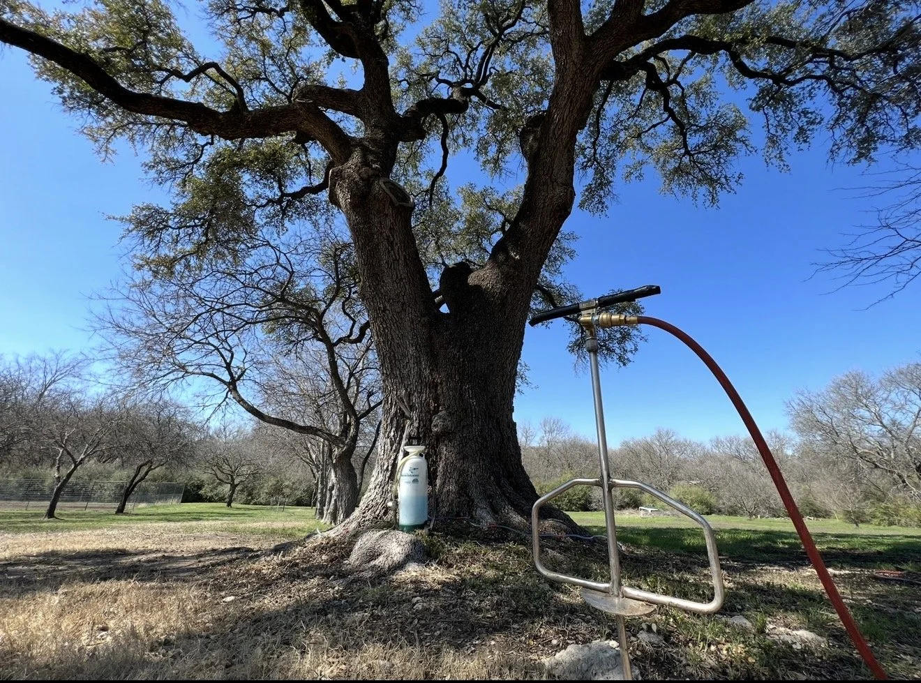 Science-Based Oak Wilt Treatment Options