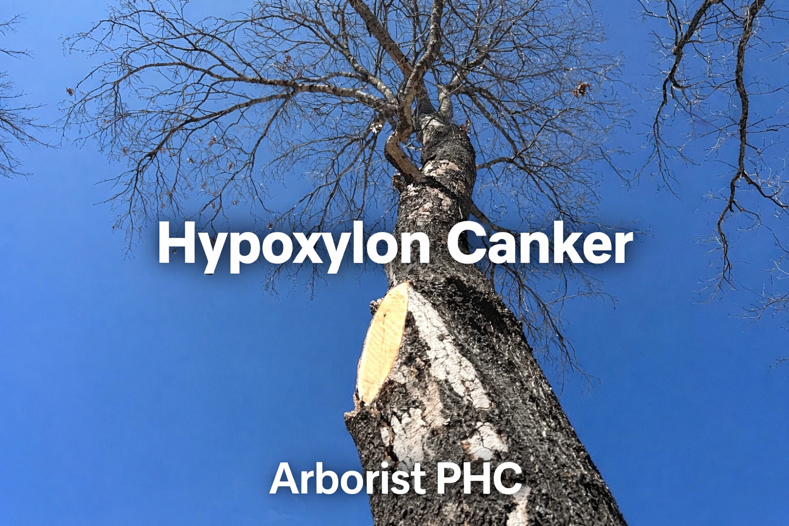 Hypoxylon Canker &amp; Beetle Borer Damage on Red Oak in Weatherford, Texas