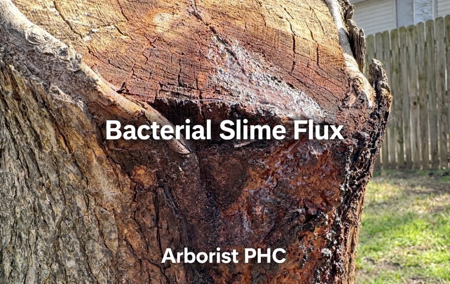 Bacterial Slime Flux (Wetwood) on Trees in Burleson, Texas