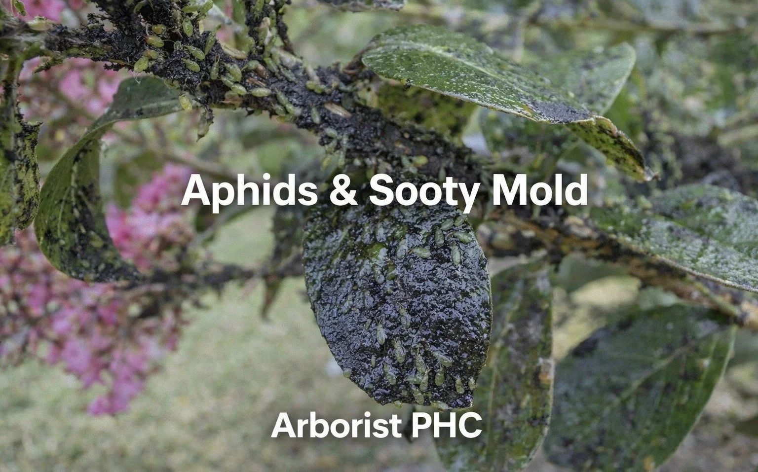 Aphids &amp; Sooty Mold on Crape Myrtles in Burleson, Texas