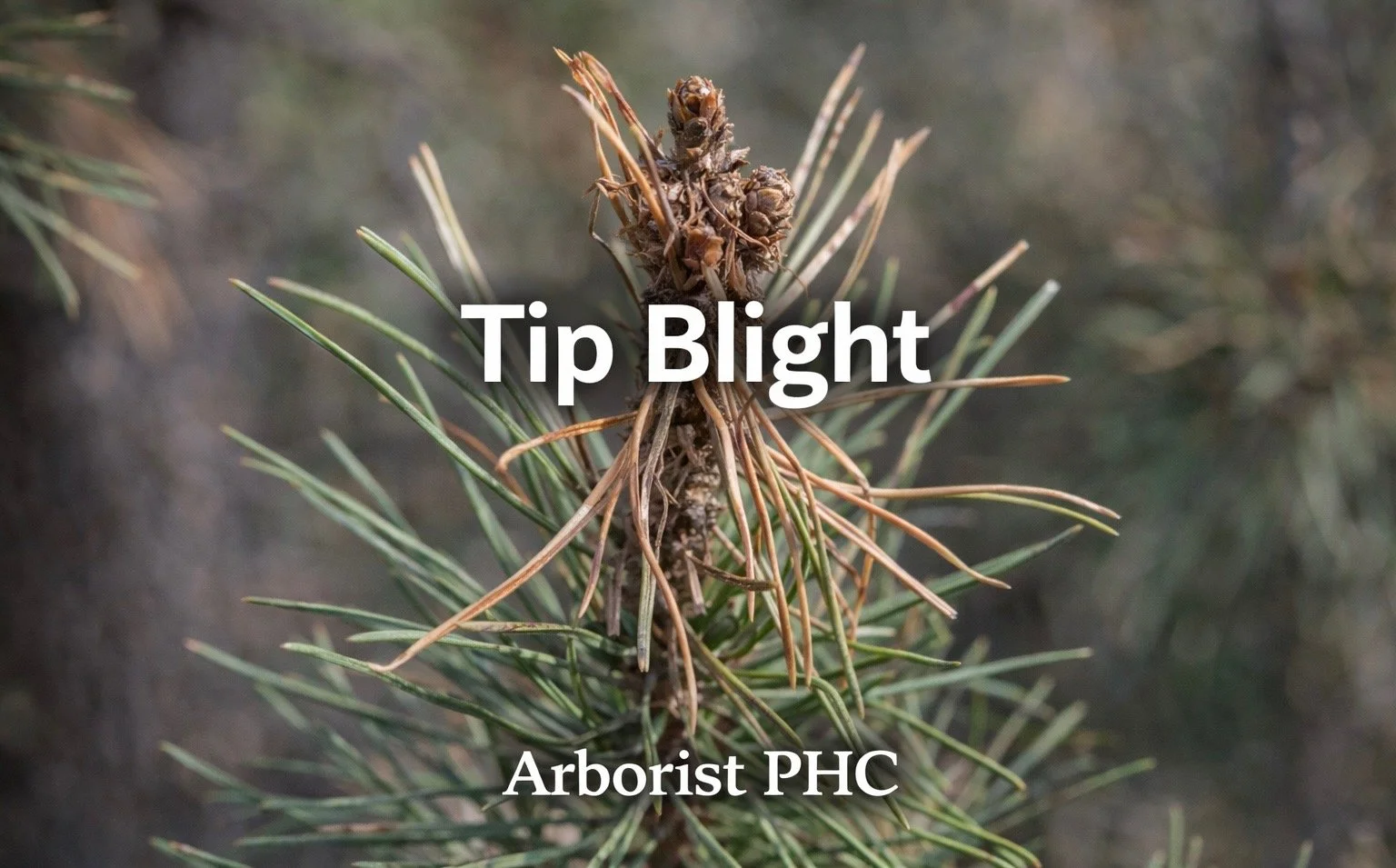 Tip Blight on Pine Trees in Cresson TX