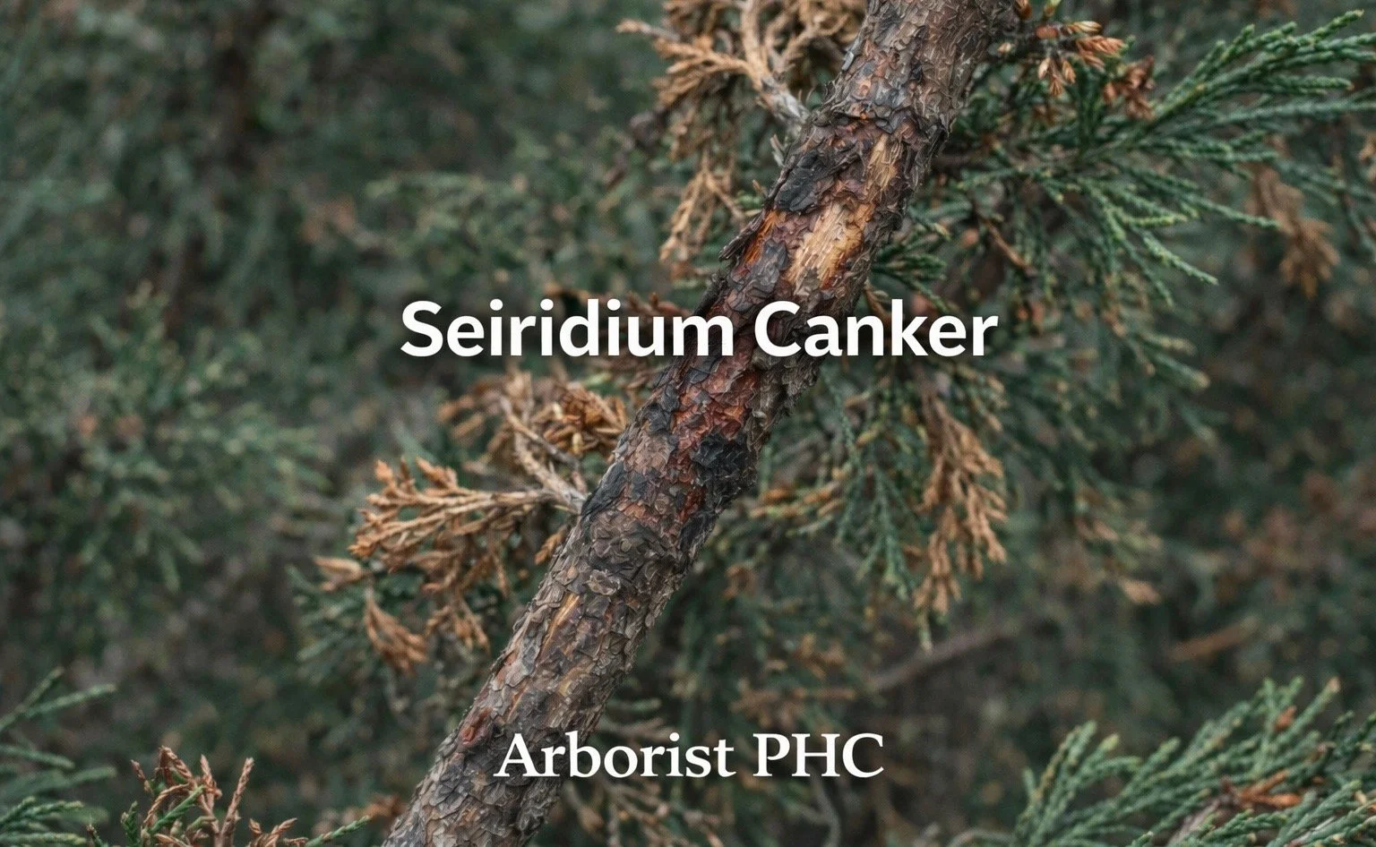 Seiridium Canker on Leyland Cypress Trees in Mansfield, TX