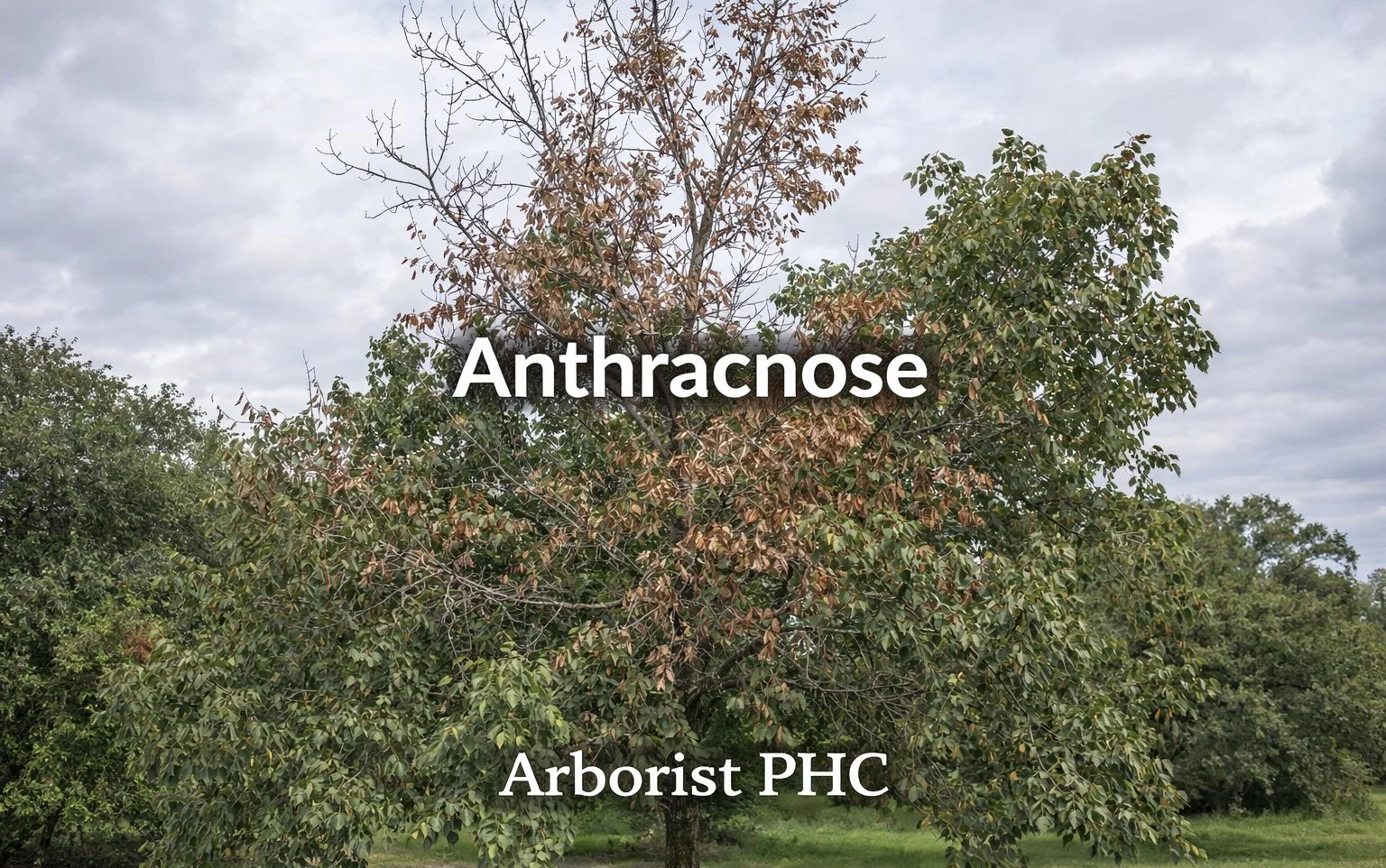 Anthracnose on Trees in Fort Worth, TX