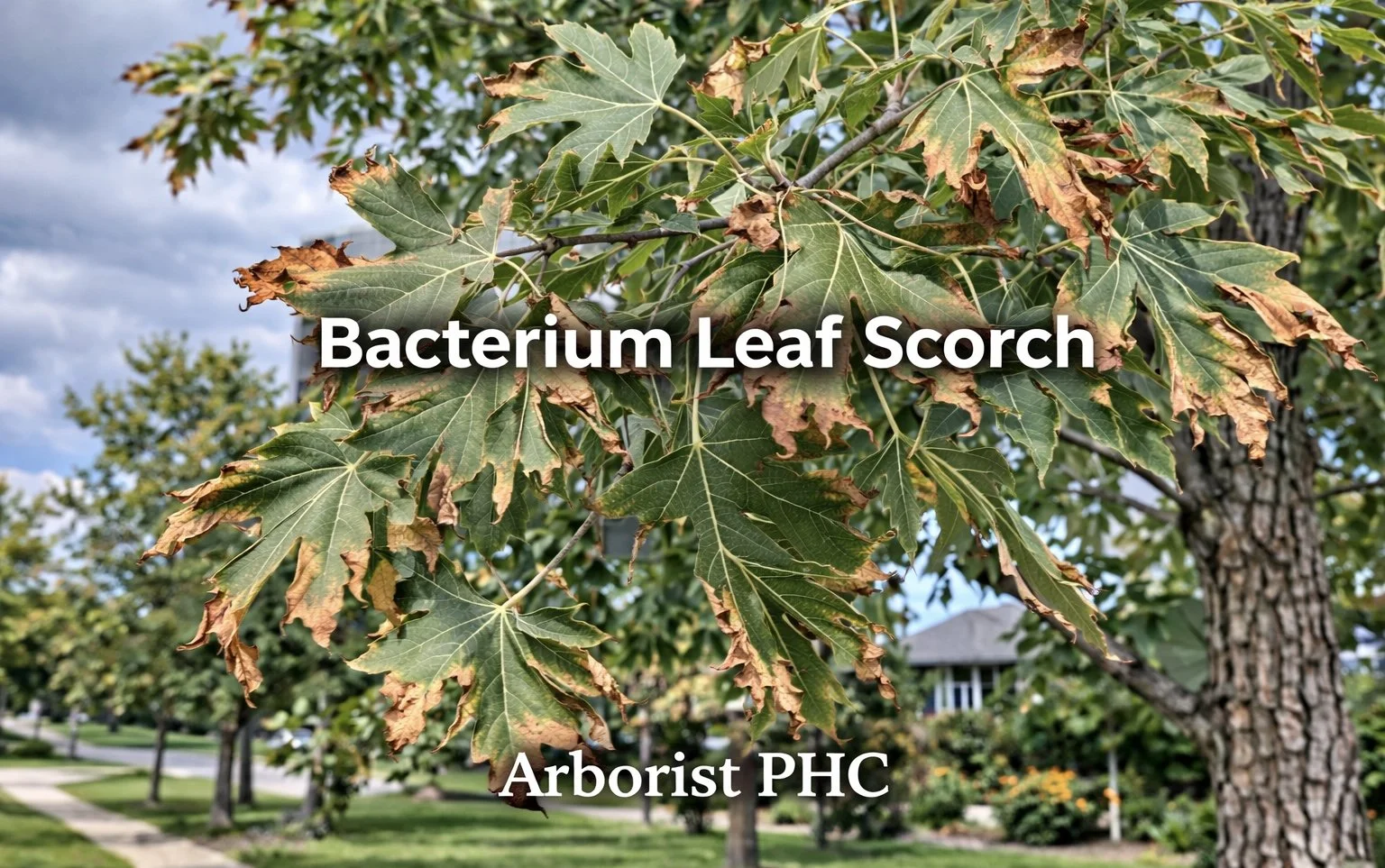Bacterial Leaf Scorch on Silver Leaf Maple Trees in Burleson, Texas