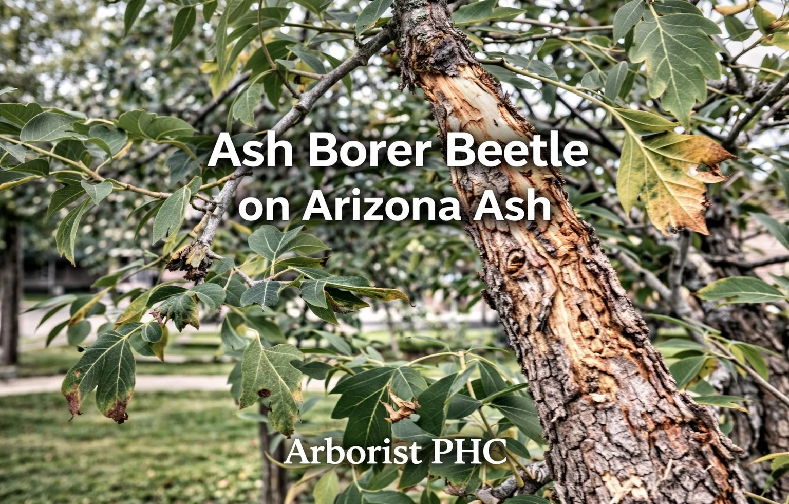Ash Borer Beetle on Arizona Ash Trees in Crowley, TX