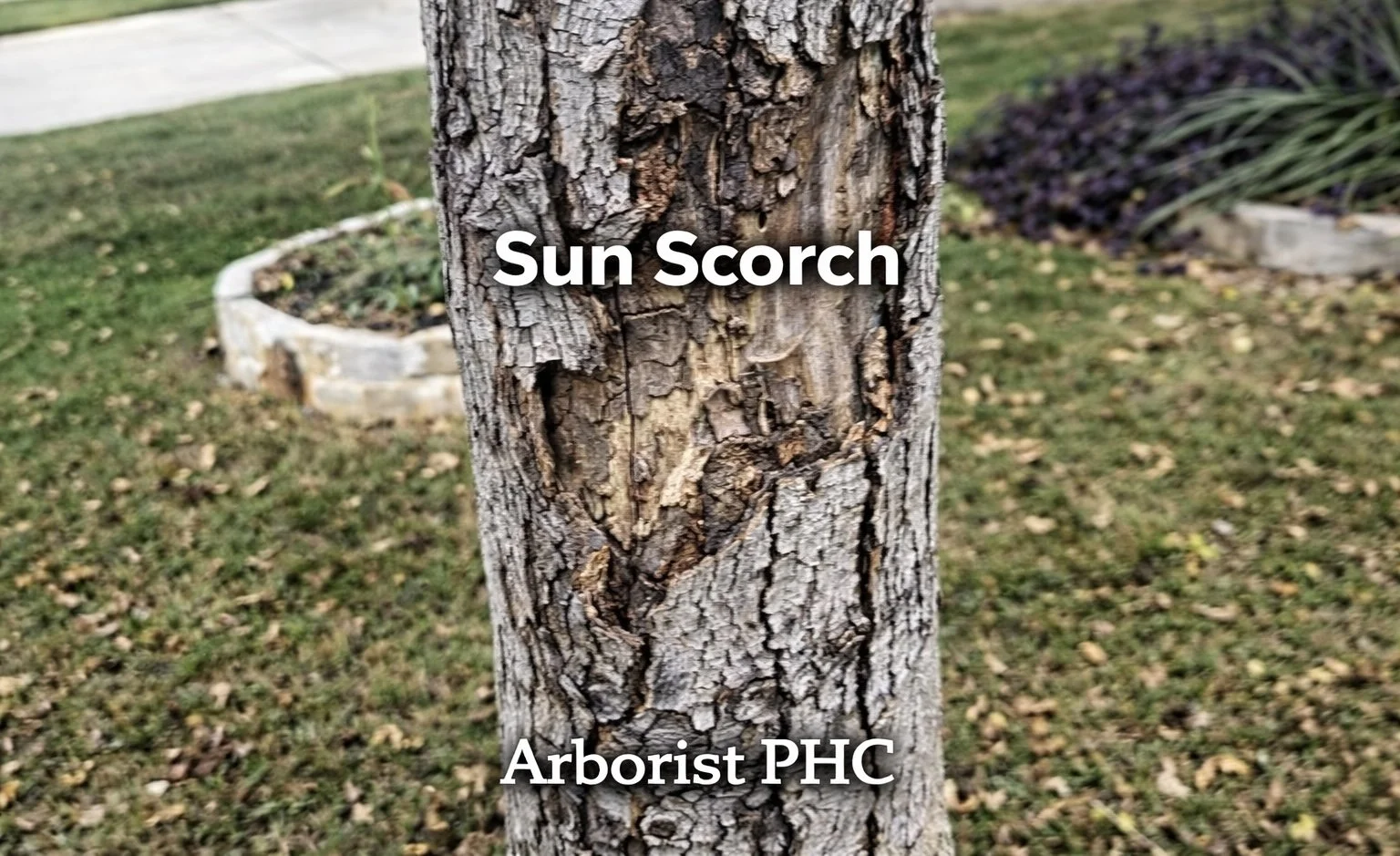 Sun Scorch on Silver Leaf Maple in Fort Worth, TX