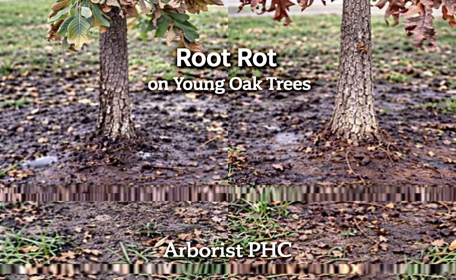 Root Rot on Young Oak Trees in Fort Worth, TX