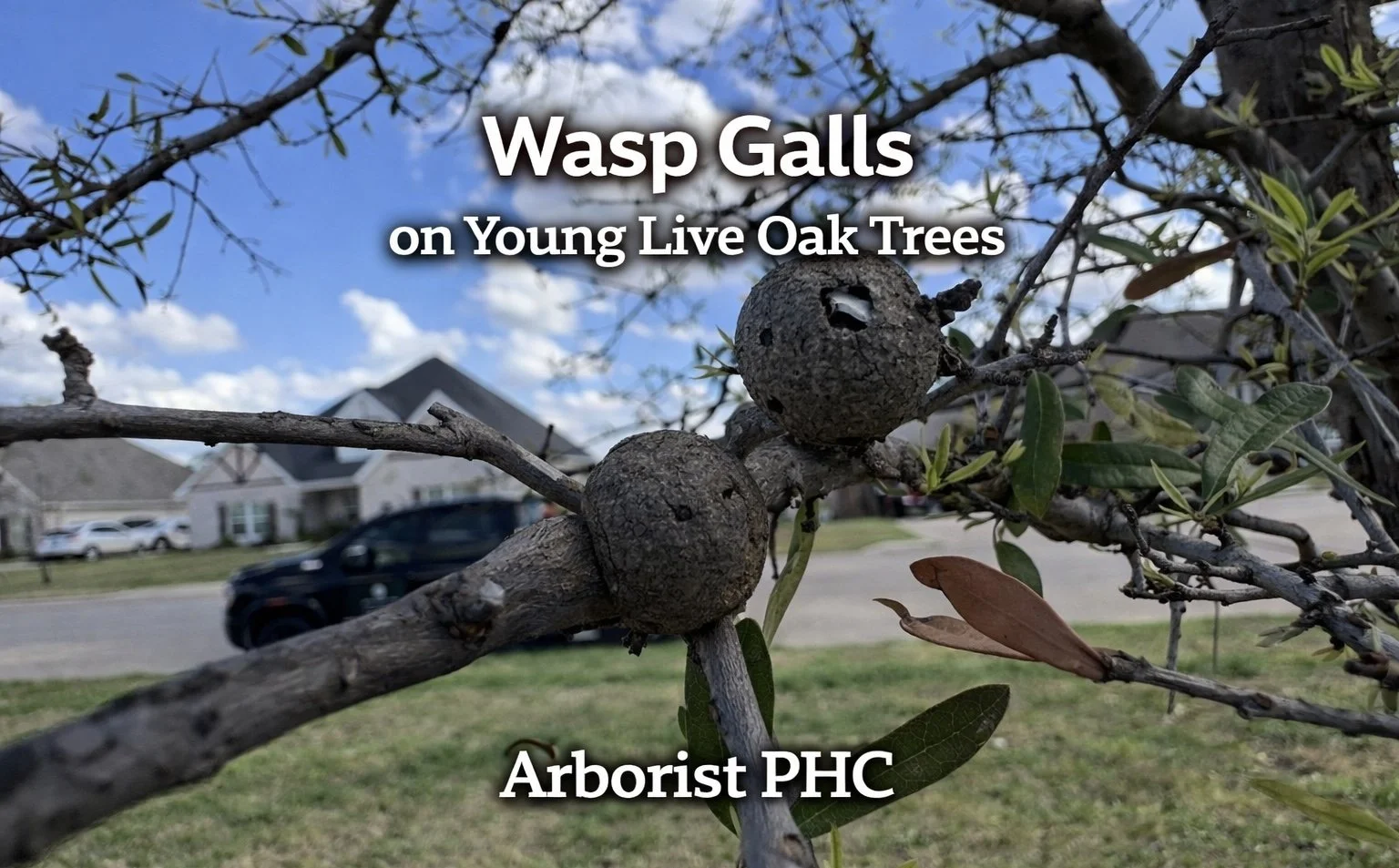 Wasp Galls on Young Live Oak Trees in Godley, TX