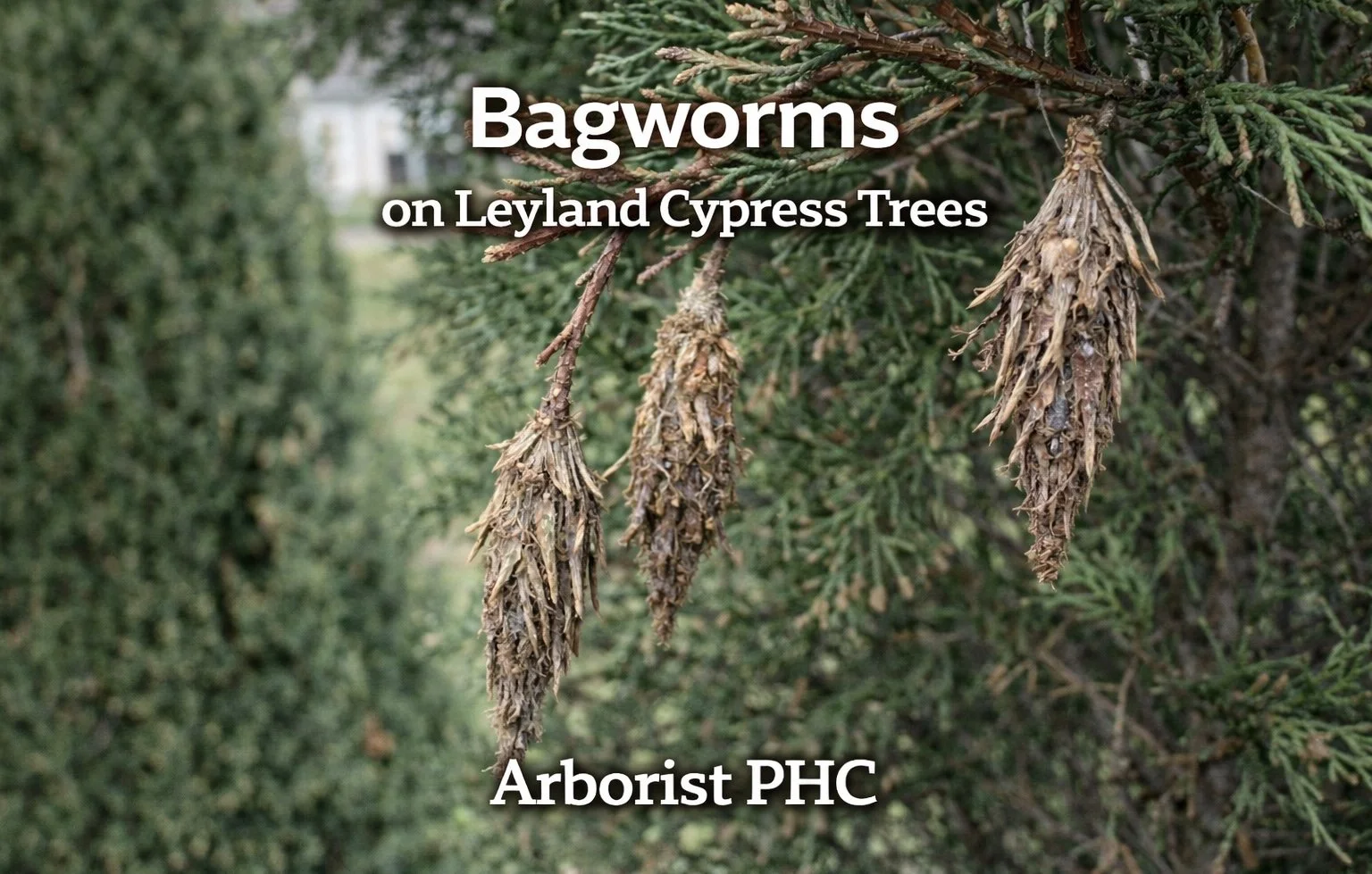 Bagworms on Leyland Cypress Trees in Fort Worth, TX