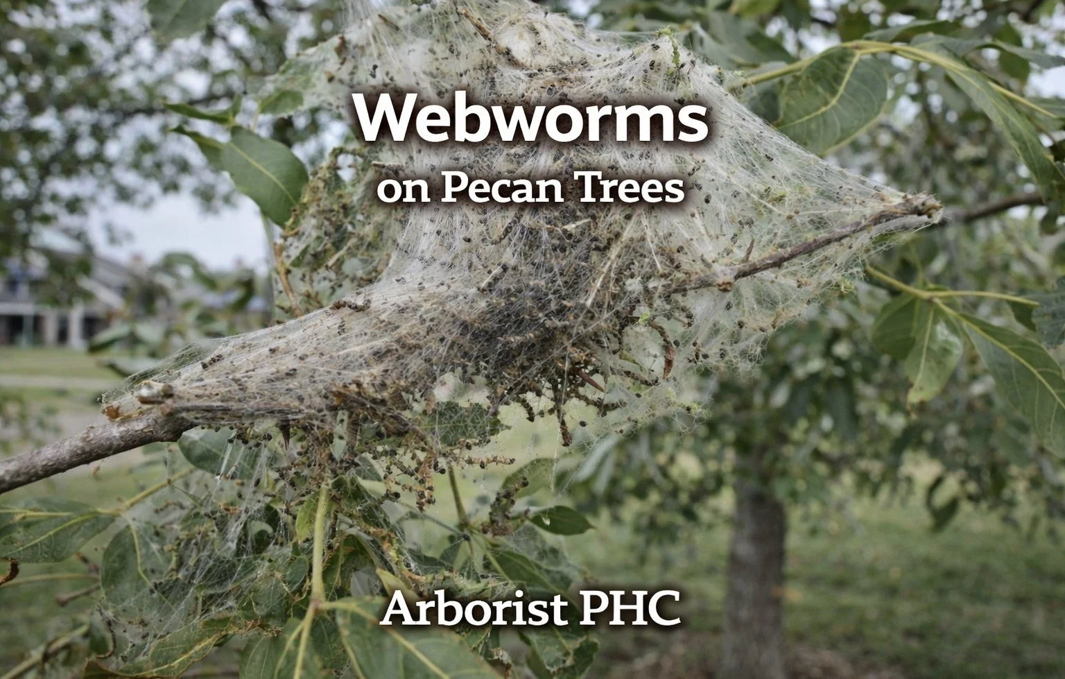 Webworms on Pecan Trees in Fort Worth TX