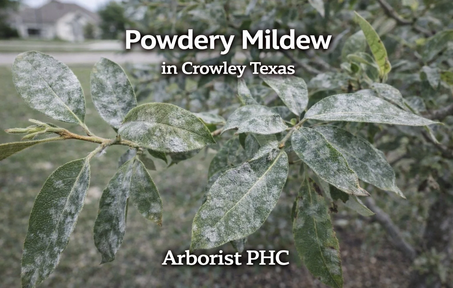 Powdery Mildew on Trees in Crowley, TX