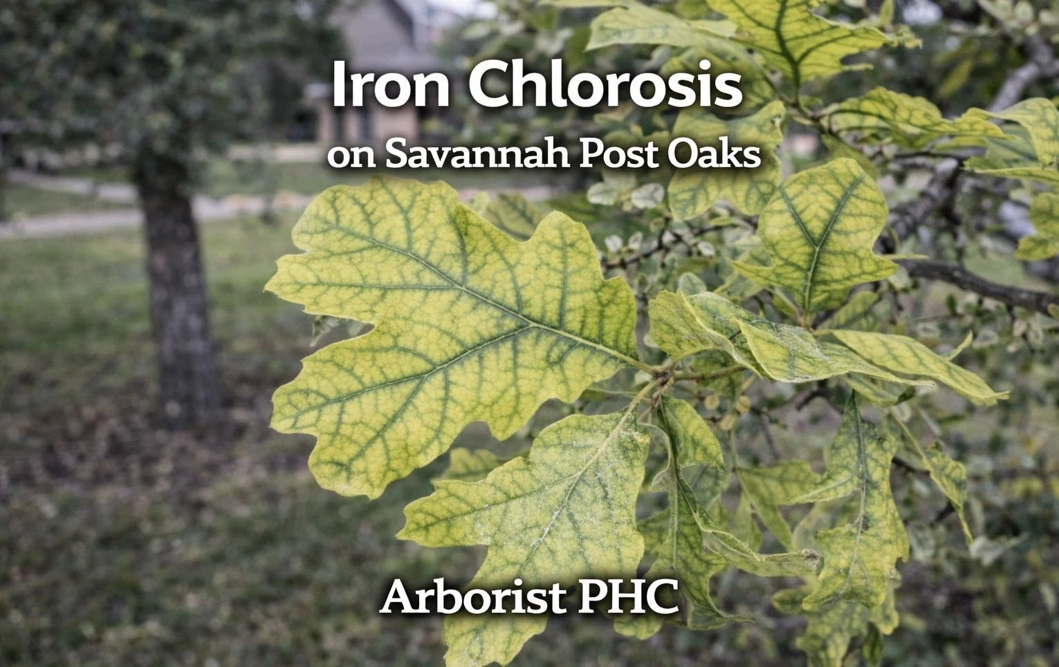 Iron Chlorosis on Savannah Post Oaks in Weatherford, TX