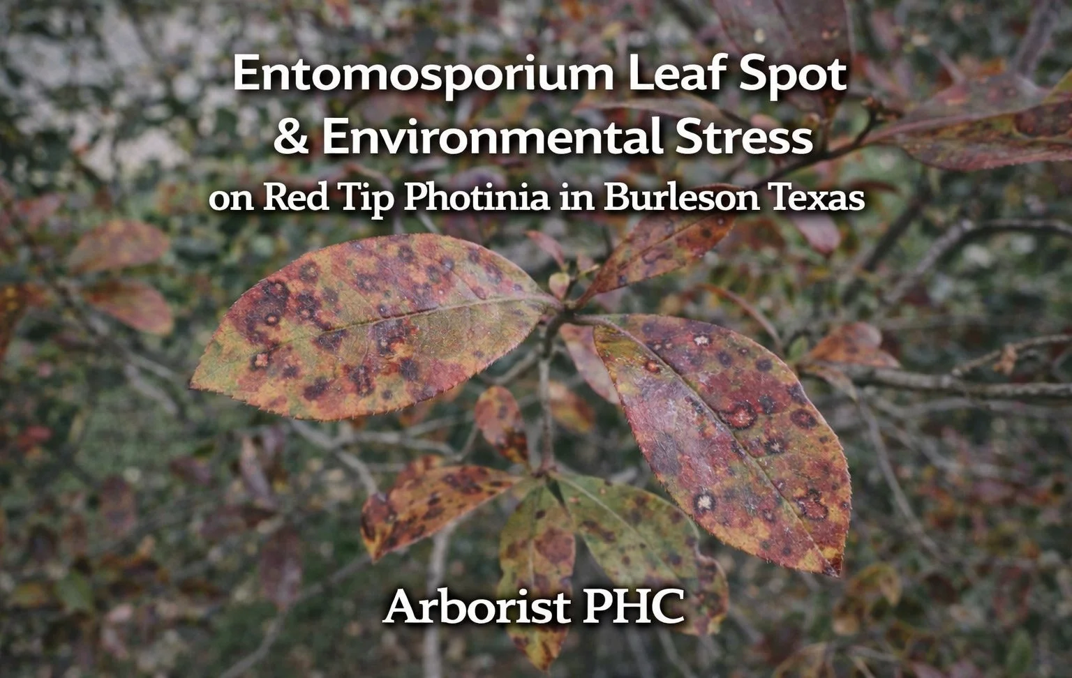Entomosporium Leaf Spot &amp; Environmental Stress on Red Tip Photinia in Burleson, TX