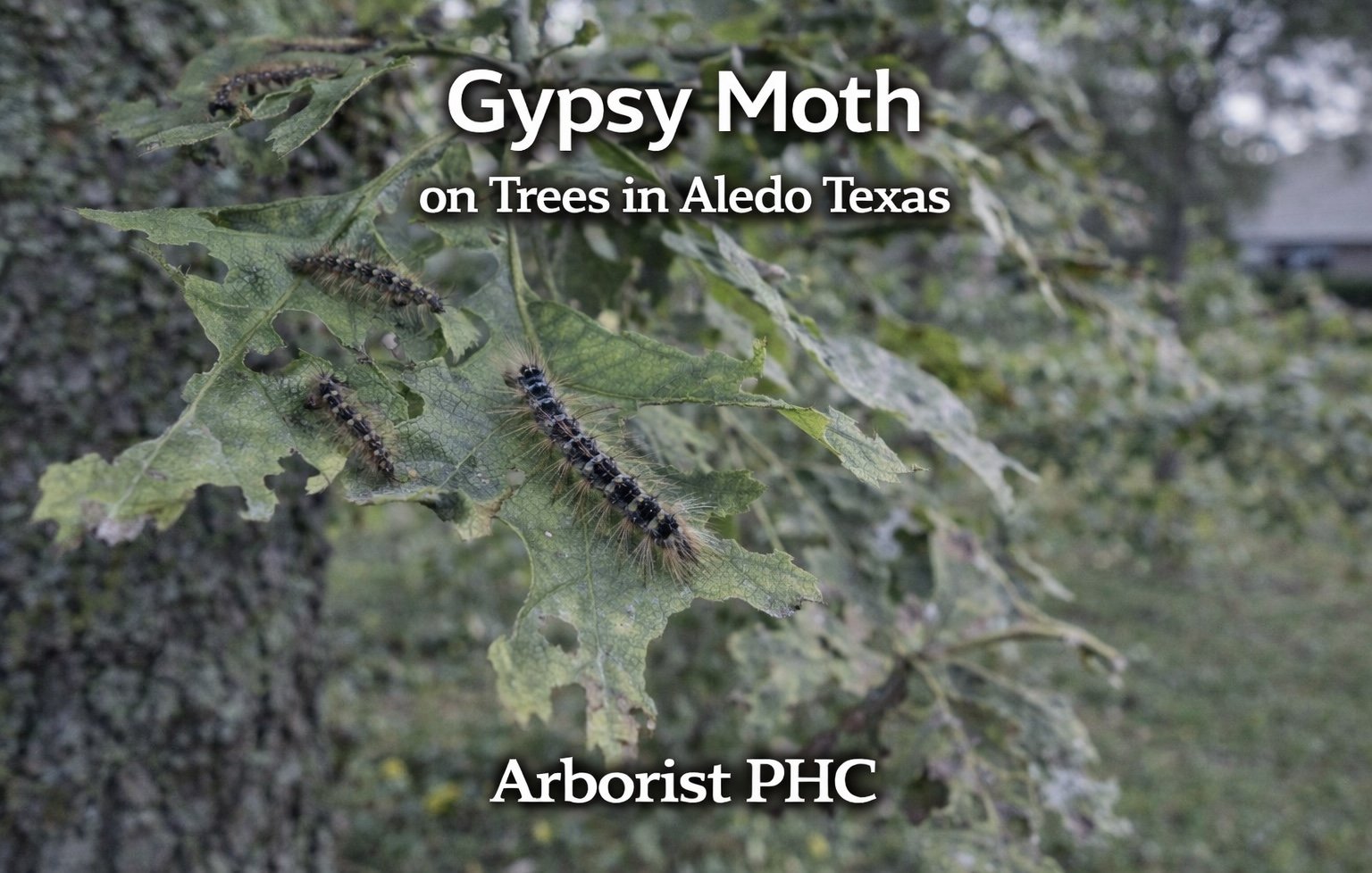 Gypsy Moth Caterpillar Damage on Trees in Aledo TX