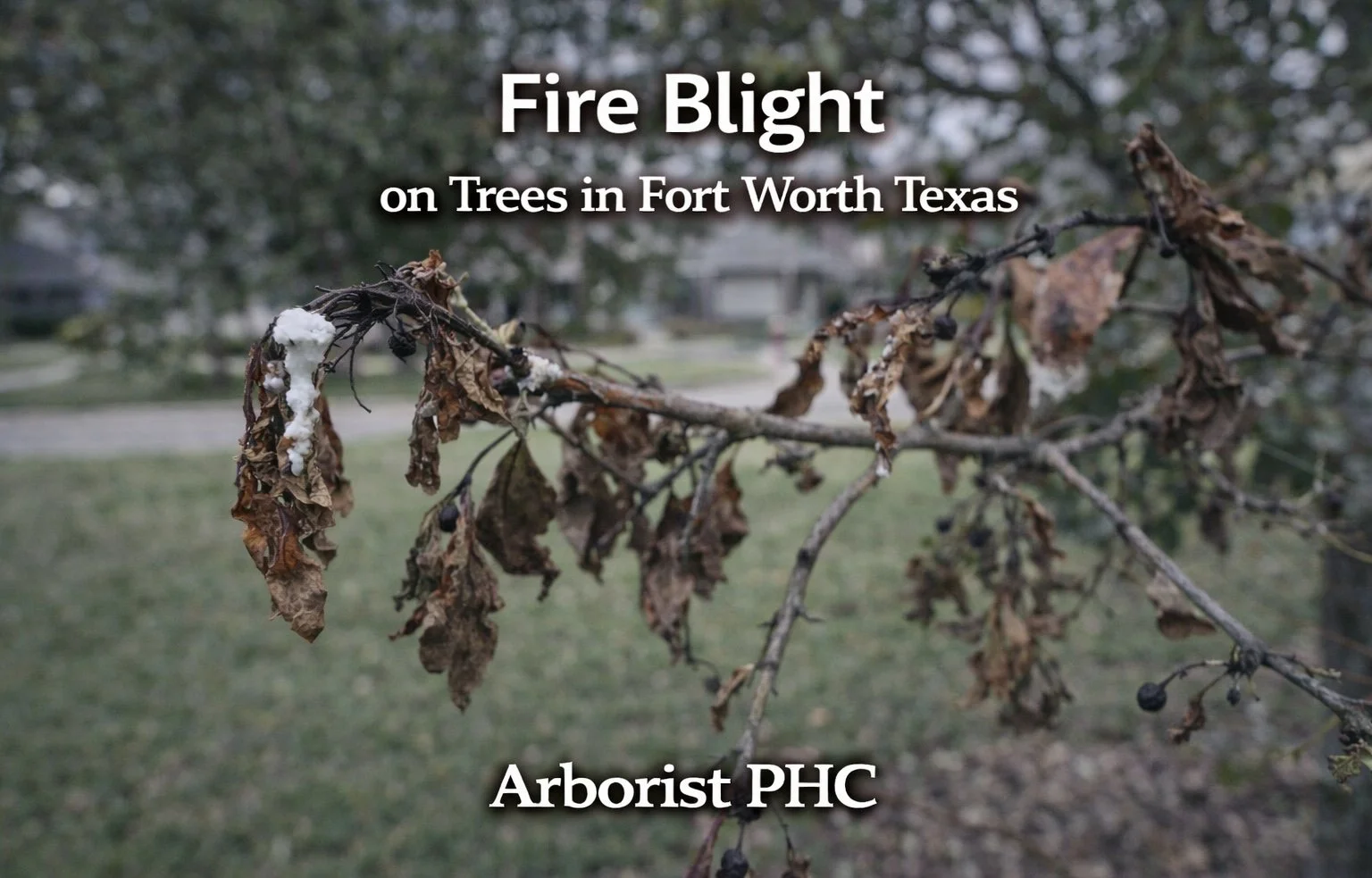 Fire Blight on Trees in Fort Worth TX