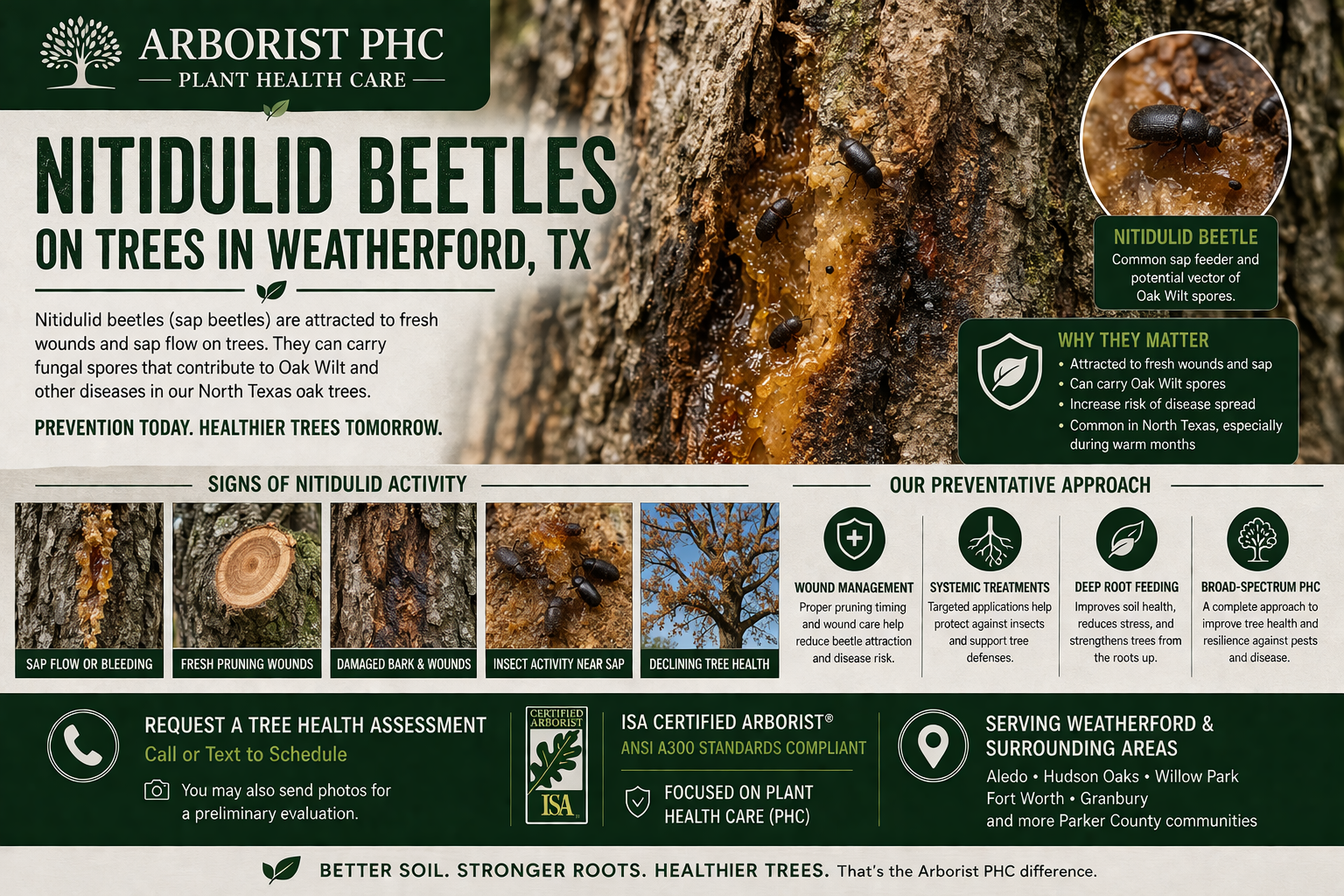 An informational sign about NITIDULID BEETLES on trees in Weatherford, TX, showing signs of activity like sap flow and bleeding, damaged bark and wounds, and beetles near sap, with sections about their significance, prevention, and treatment.