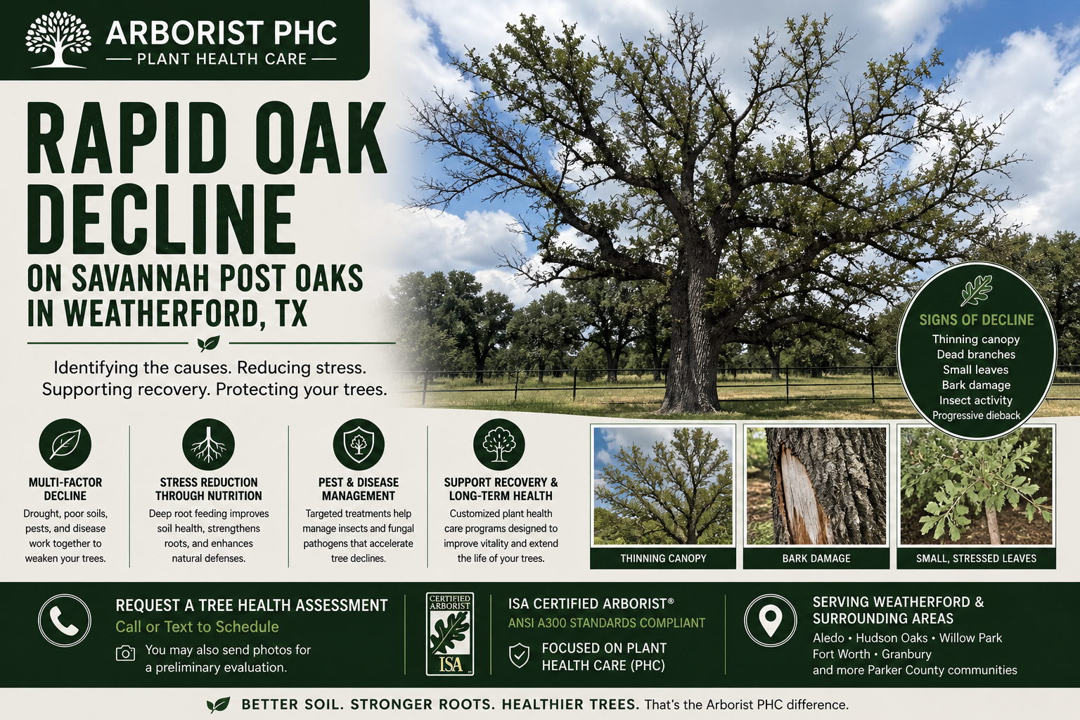 Business advertisement for Arborist PHC promoting plant health care services with information about rapid oak decline on savannah post oaks in Weatherford, TX. Features images of a healthy oak tree, a thinned canopy, bark damage, and small stressed leaves.