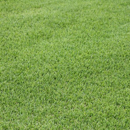 Close-up of Sir Walter buffalo turf lawn